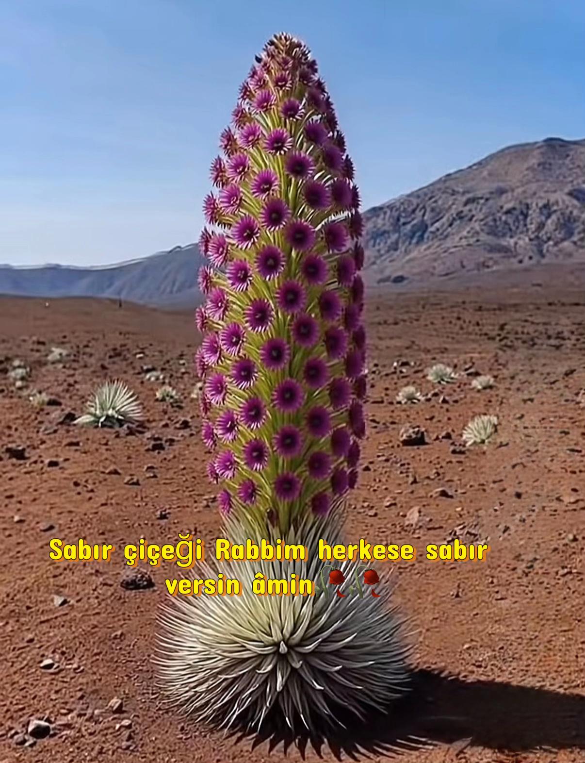 @Emine Başkurt