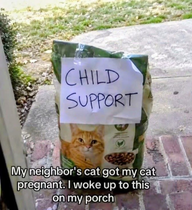 @catlover313official
