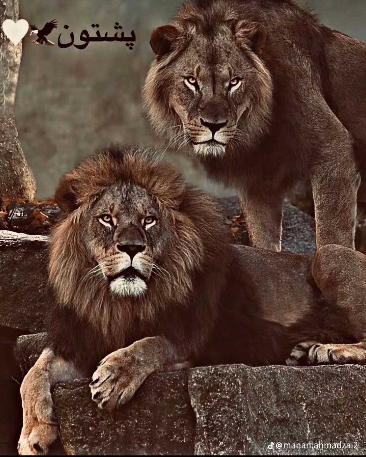 @❤️ ناصری 🖤 صیب ❤️