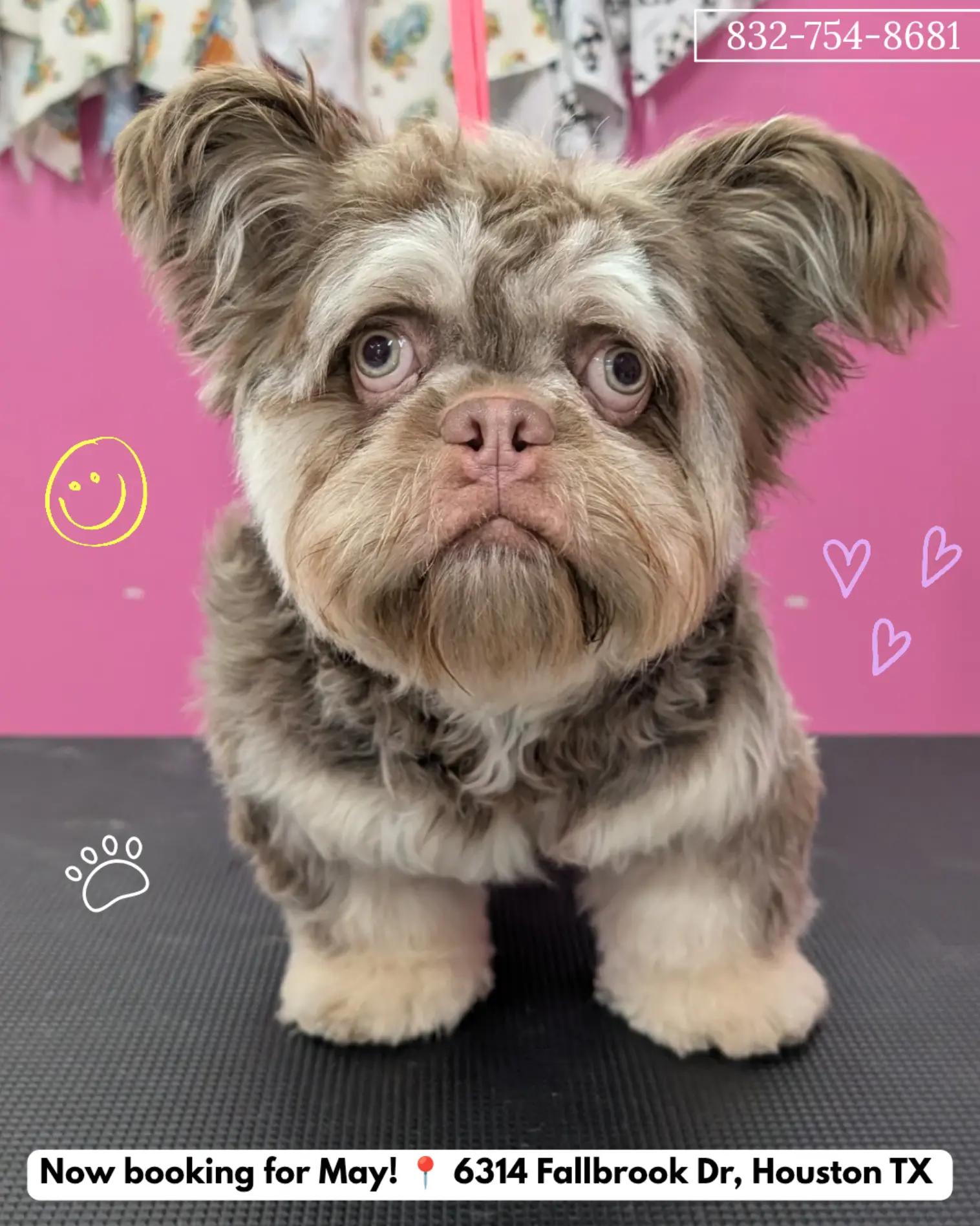 @bubulabapetgrooming