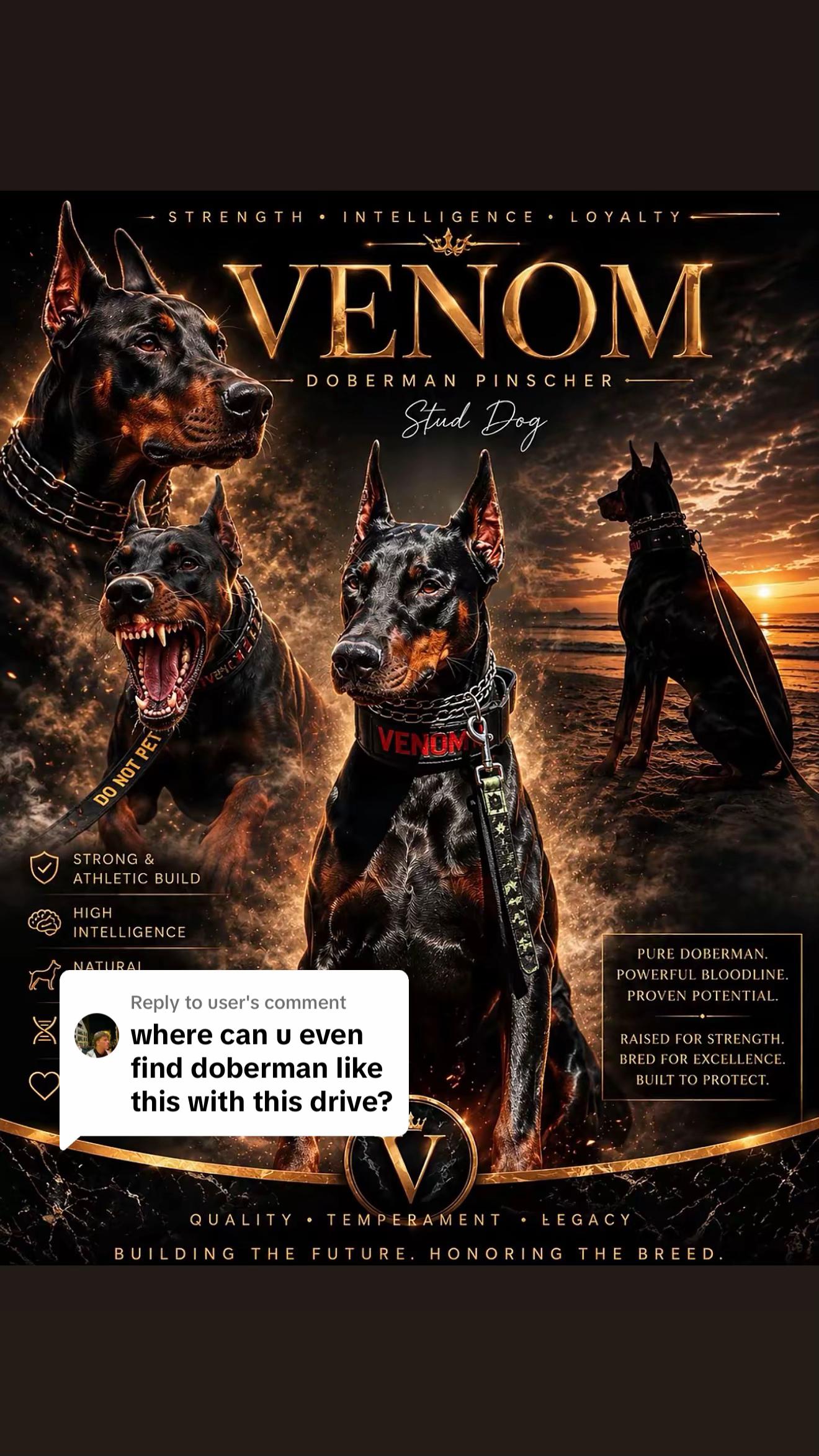 @protectiondobermanns