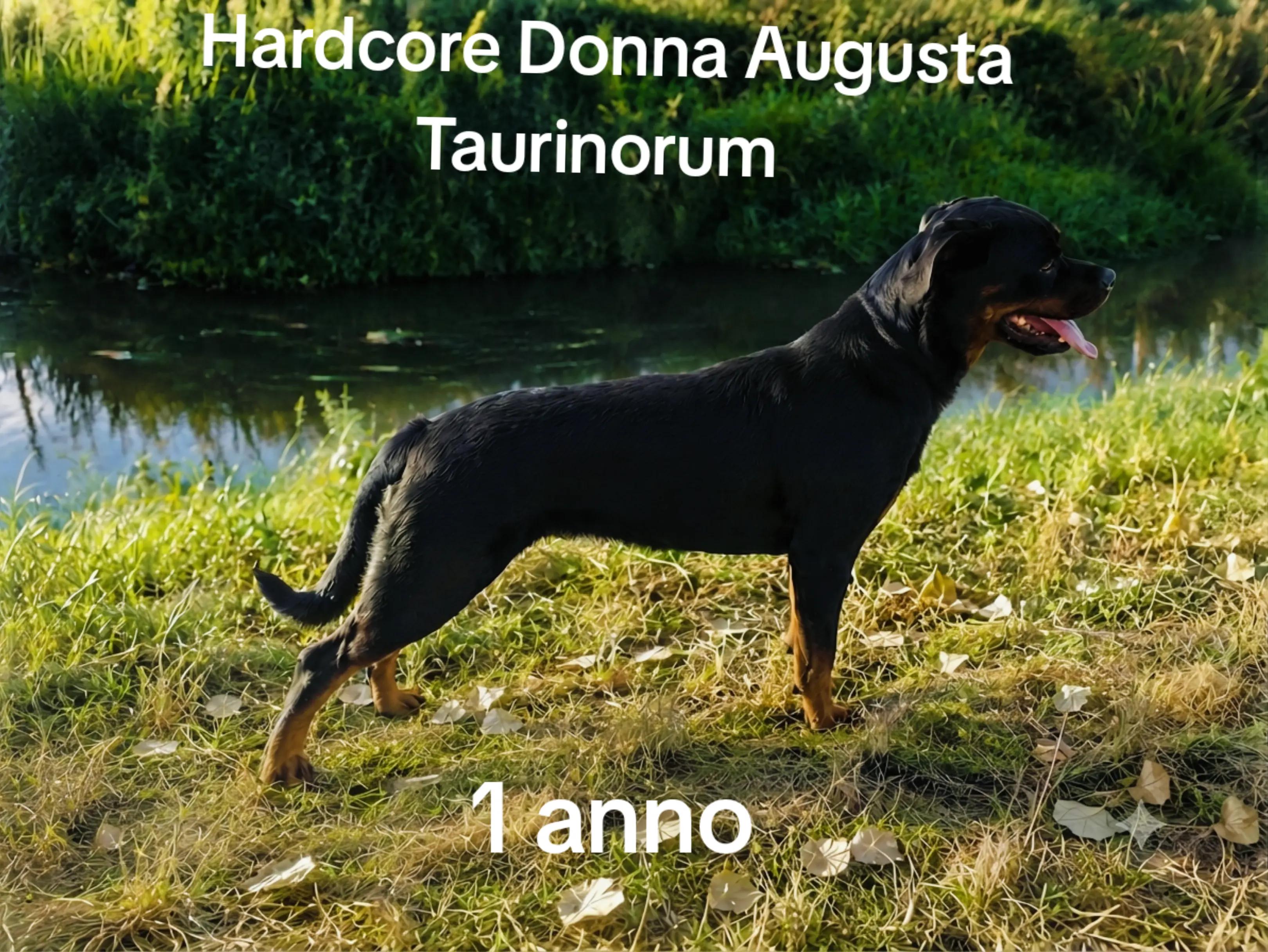 @Niky&isuoirottweiler