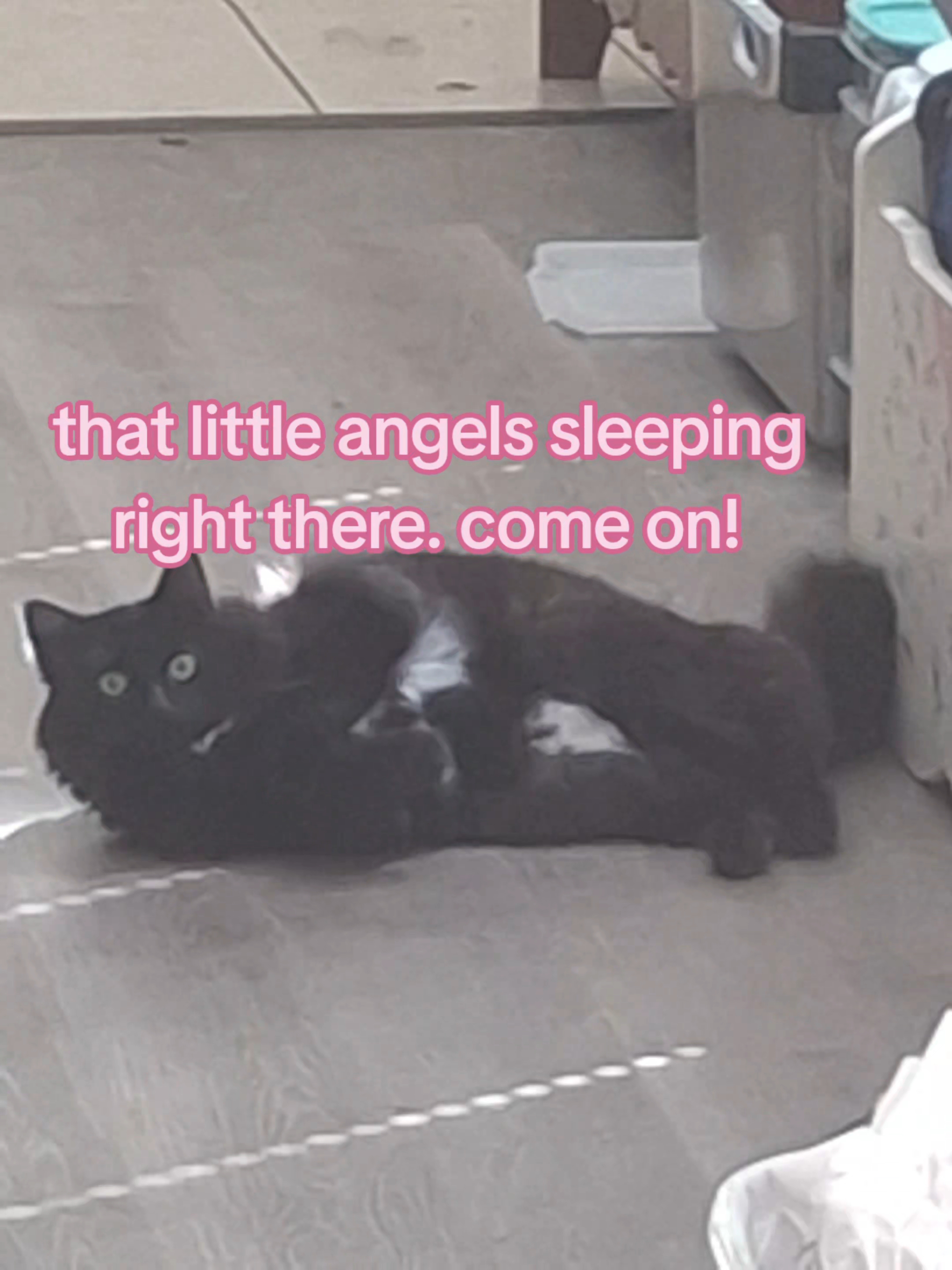 @୨୧|Trixie ♥︎s Jax|~★