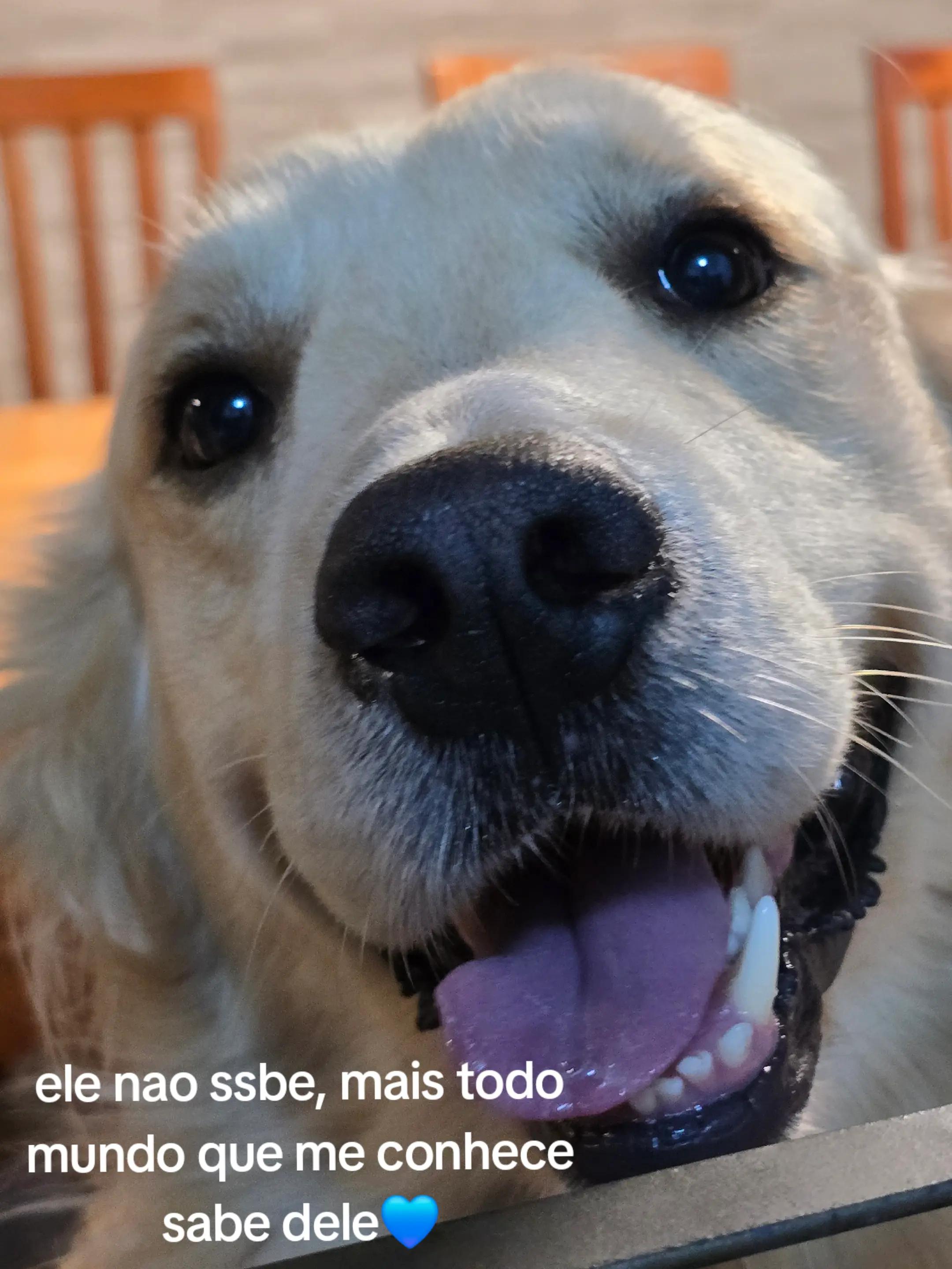 @✨️🐈❤️🐕❤️🐈✨️