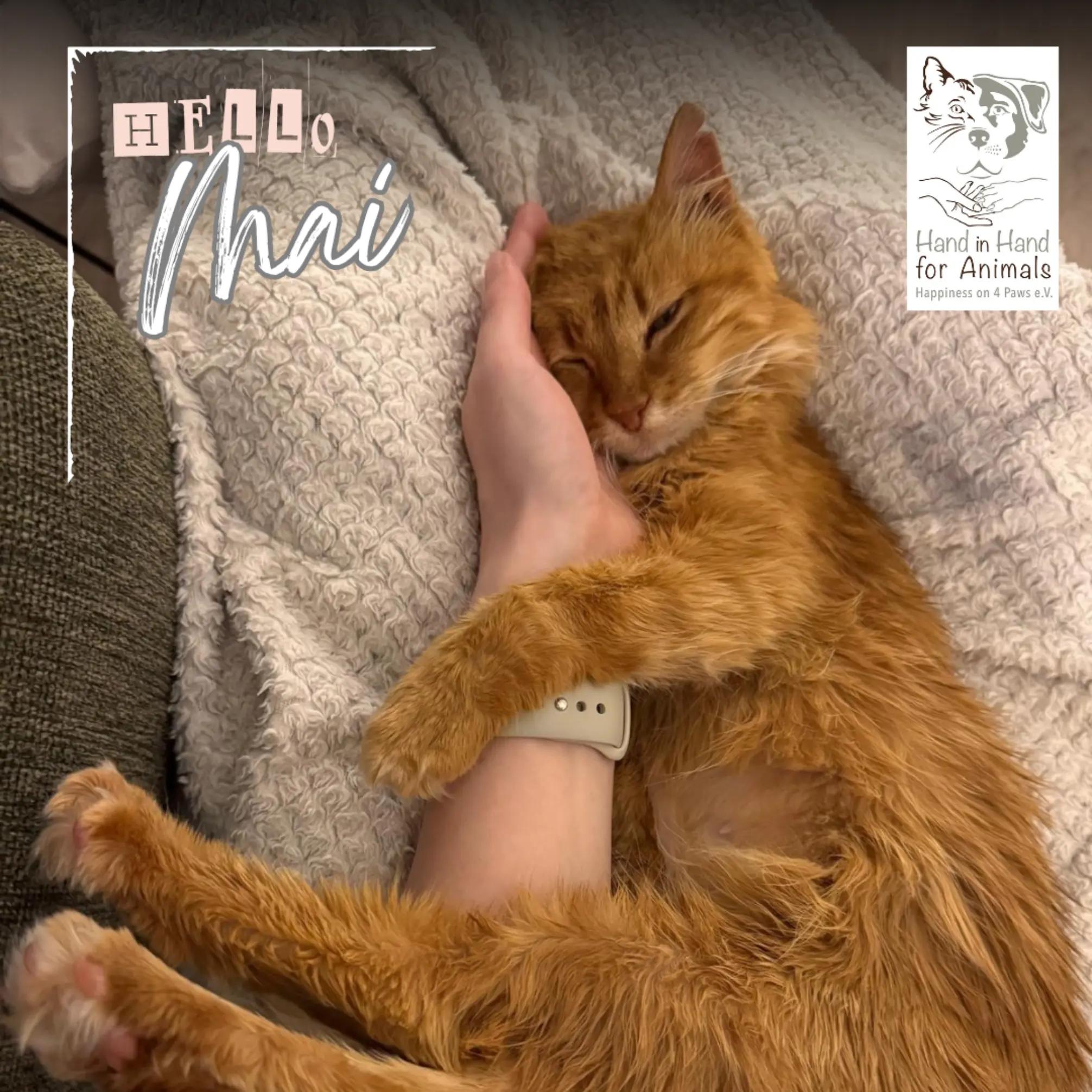 @🐱Hand_in_hand_for_animals🐱