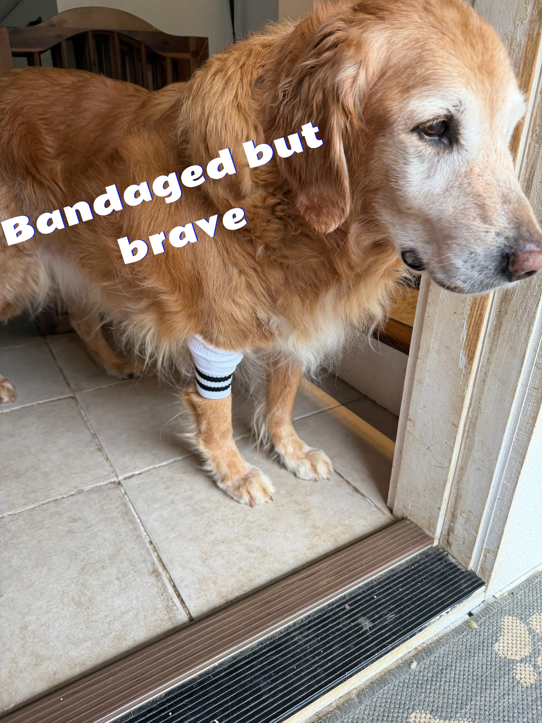 @DogMomisms