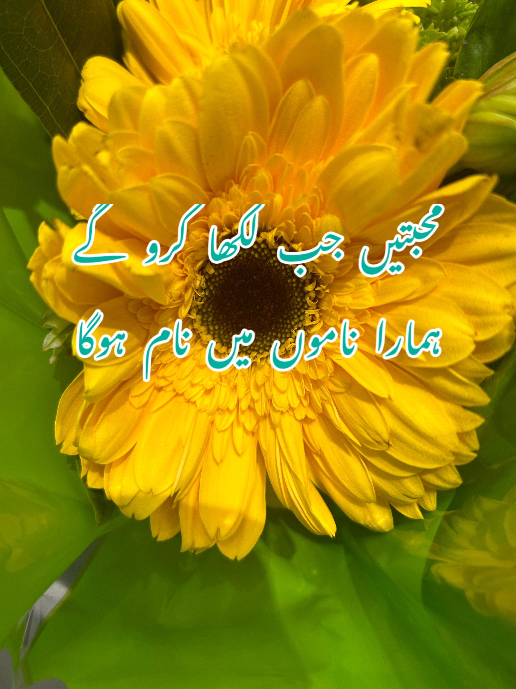 @ZaraHayat020104