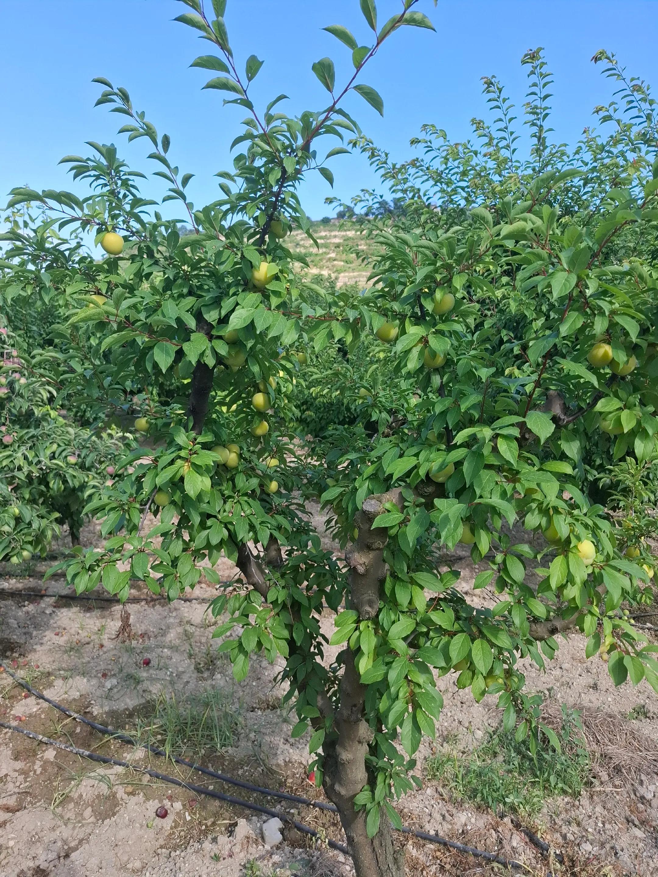 @KANCO HİZOL