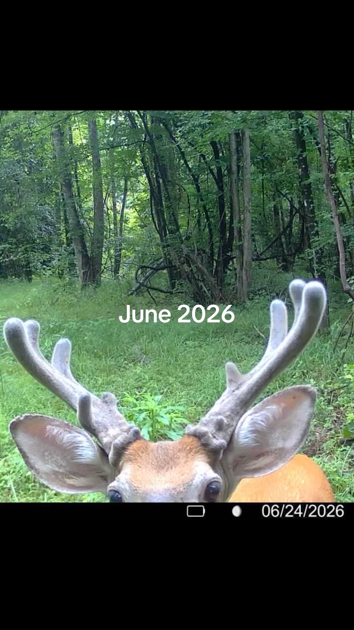 @Toi Batton_GIGI_WTBuckOutdoors
