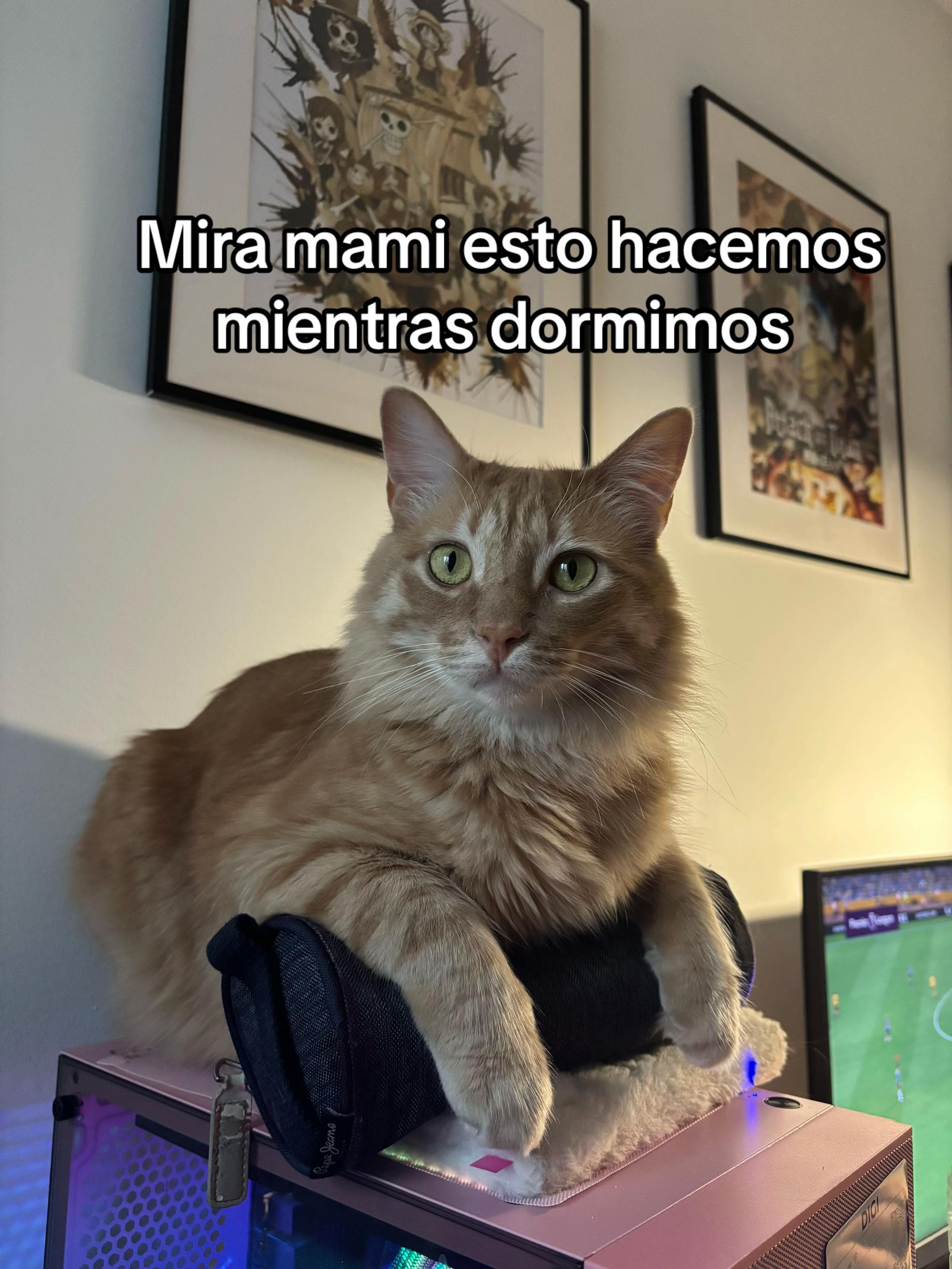 @- Alejandra 🐱💕