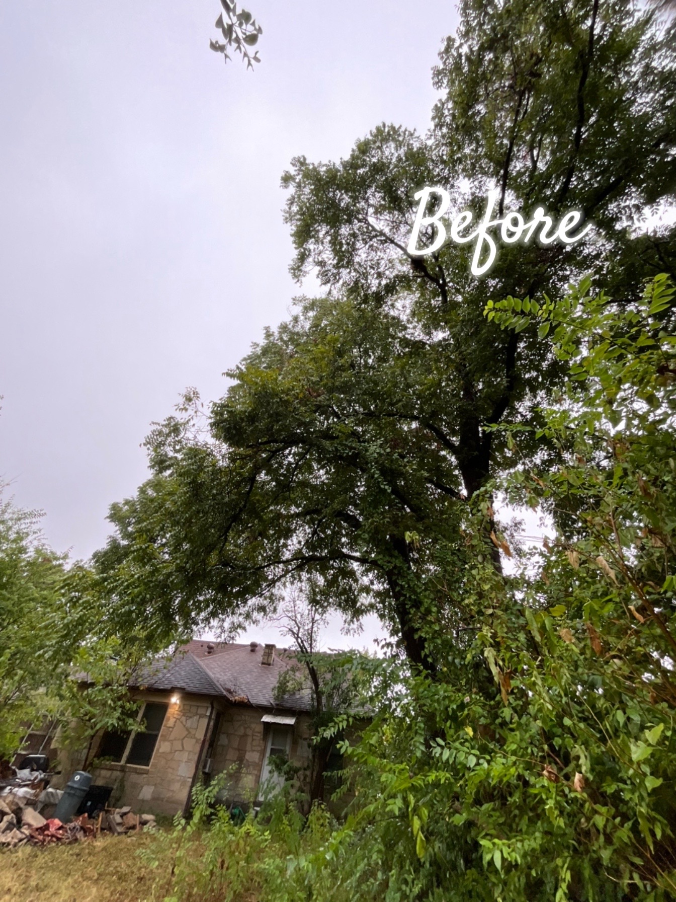 @Live Oak Tree Service