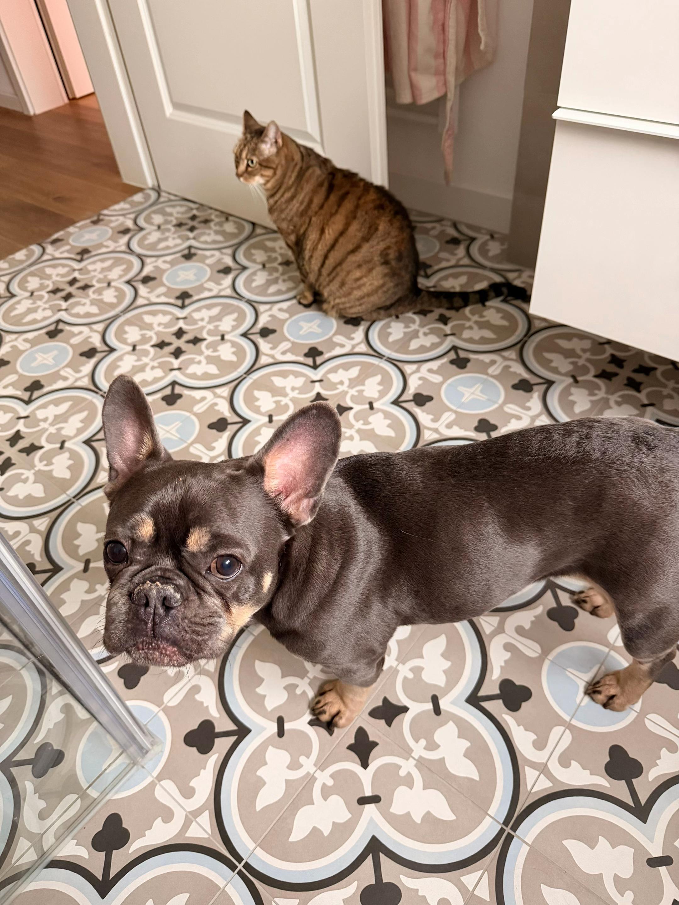 @Frenchie Cooper & family ❤️
