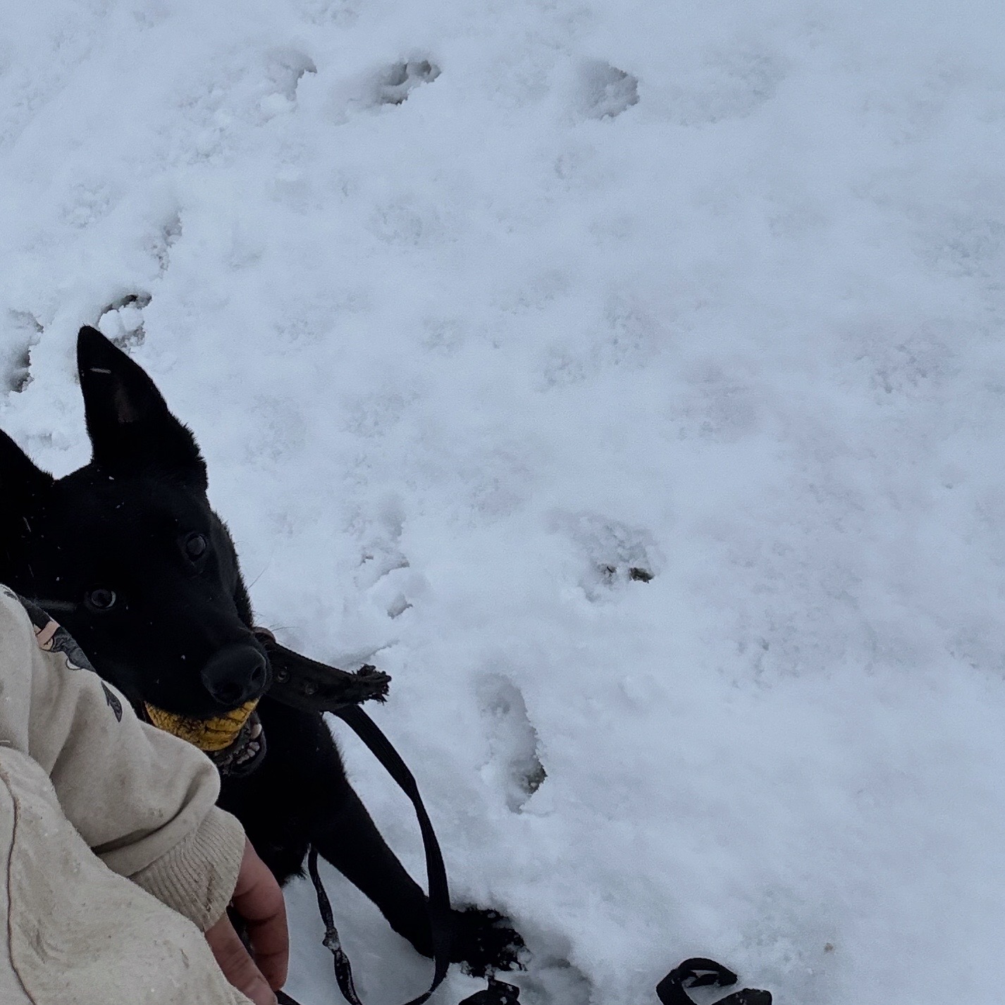 @Detroit belgian malinois
