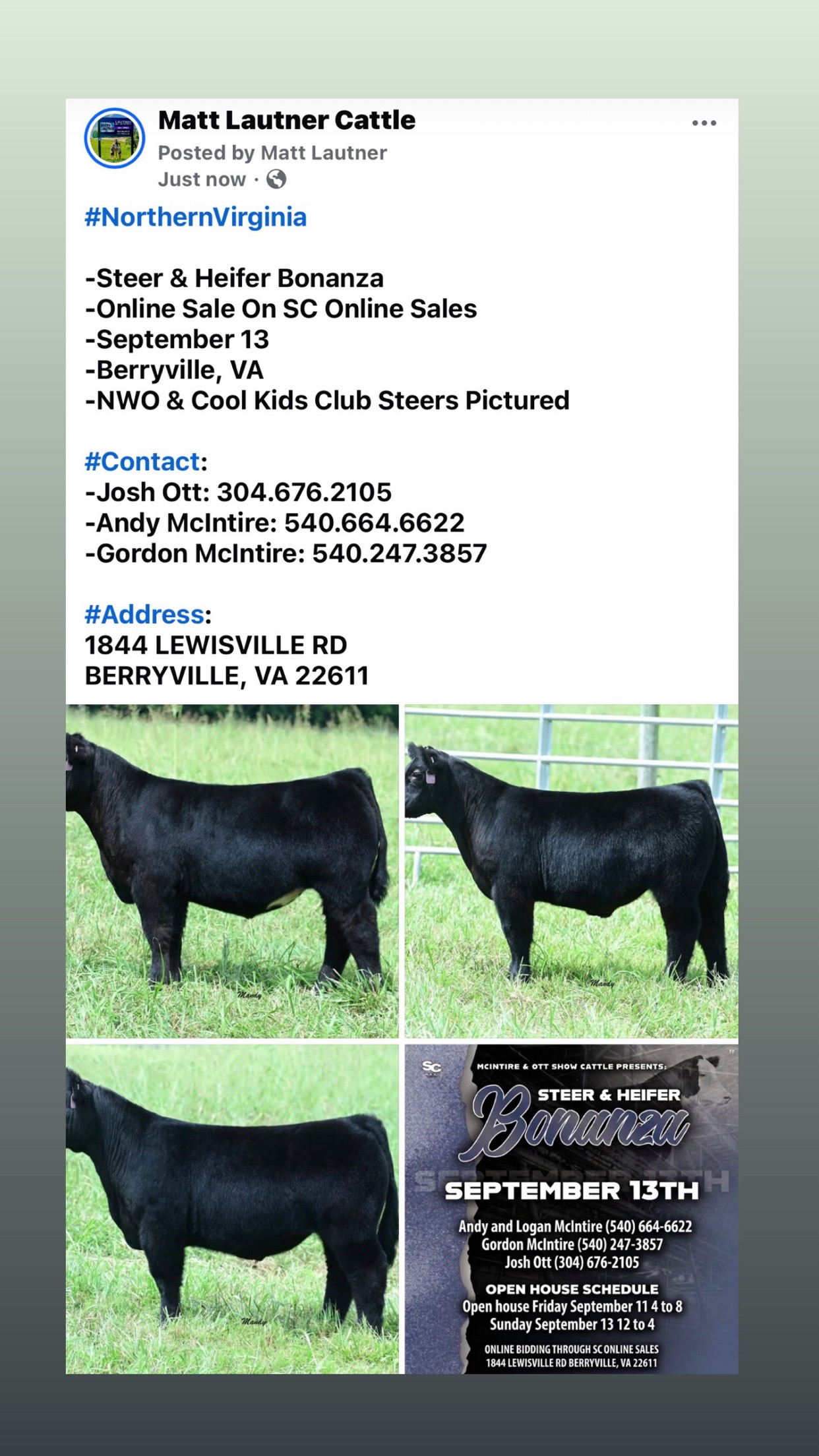 @Matt Lautner Cattle USA