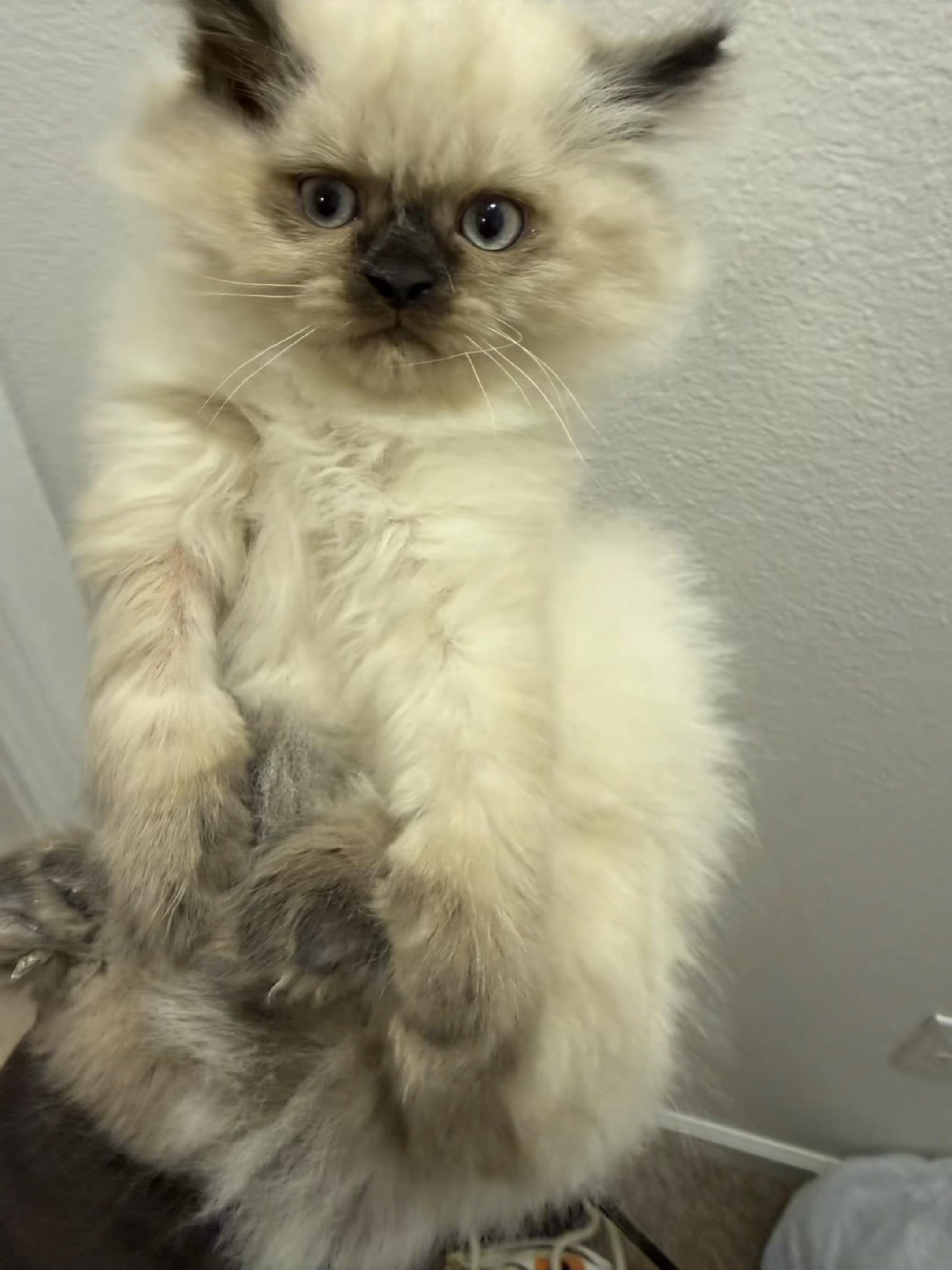 @PersianKitten