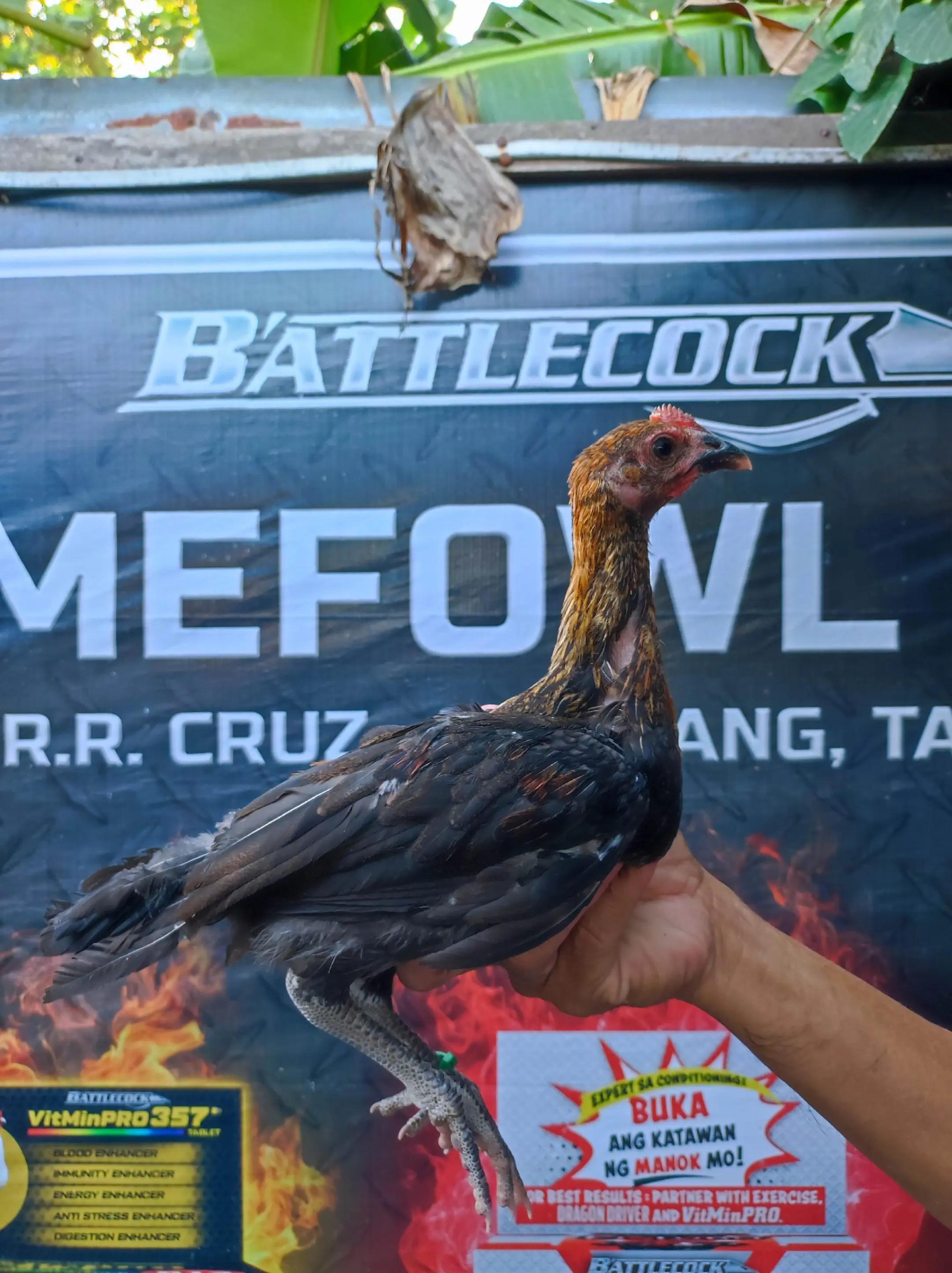 @RDDgamefowlbreeder