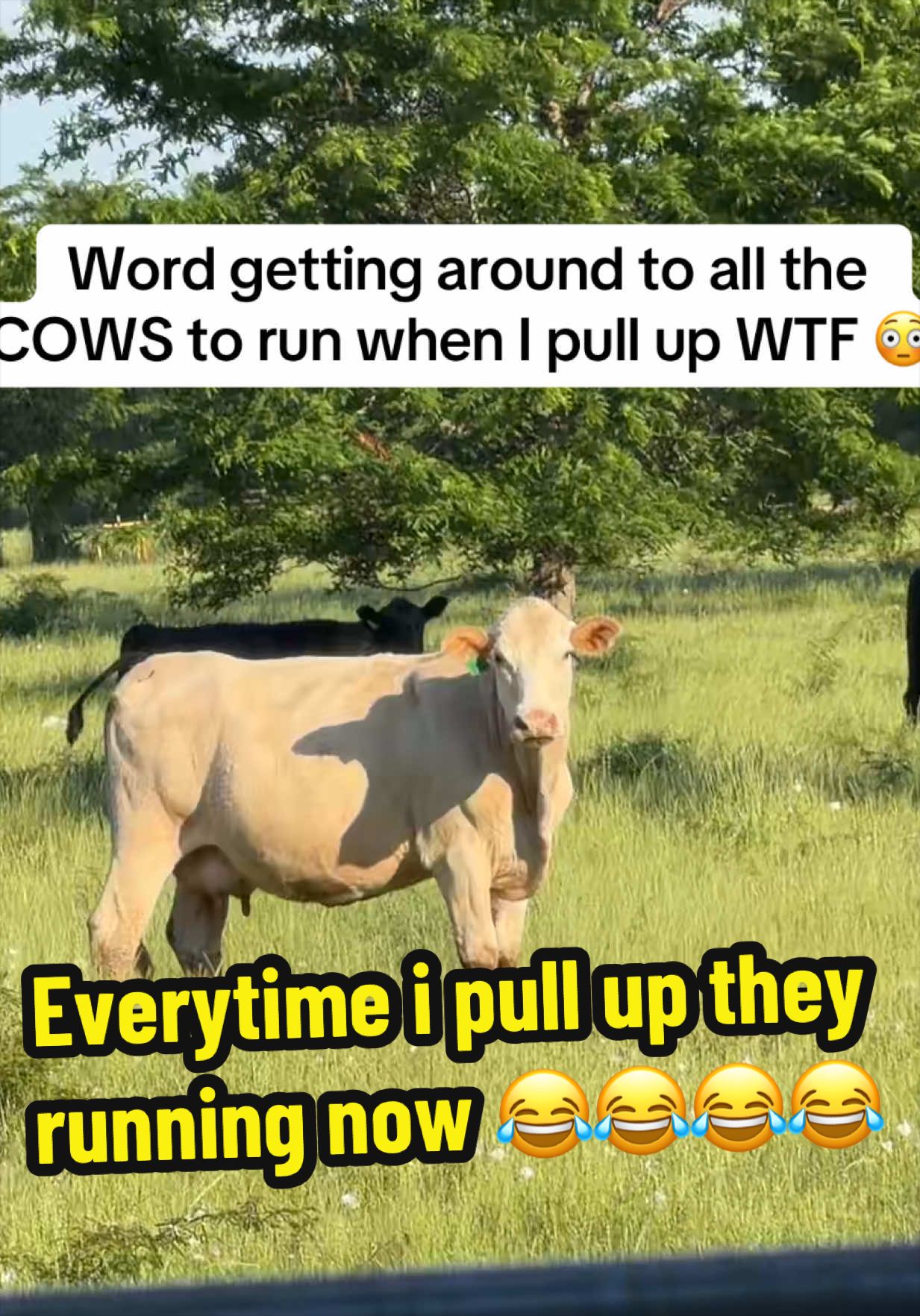 @bossdvincii