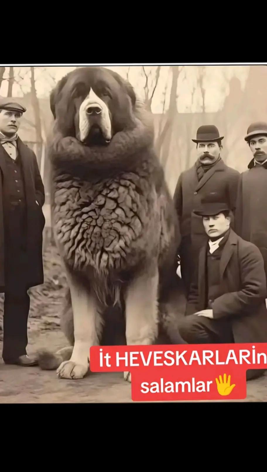 @volkadov_Azərbayjan