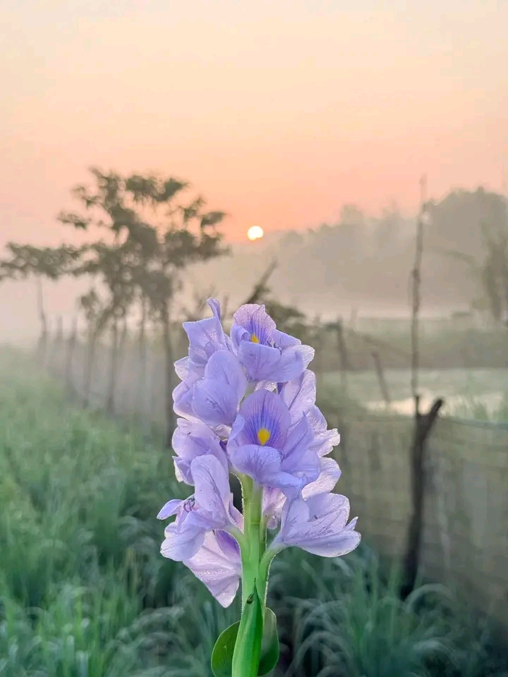 @🌷𝐒𝐀𝐇𝐈𝐍𝐀🌷