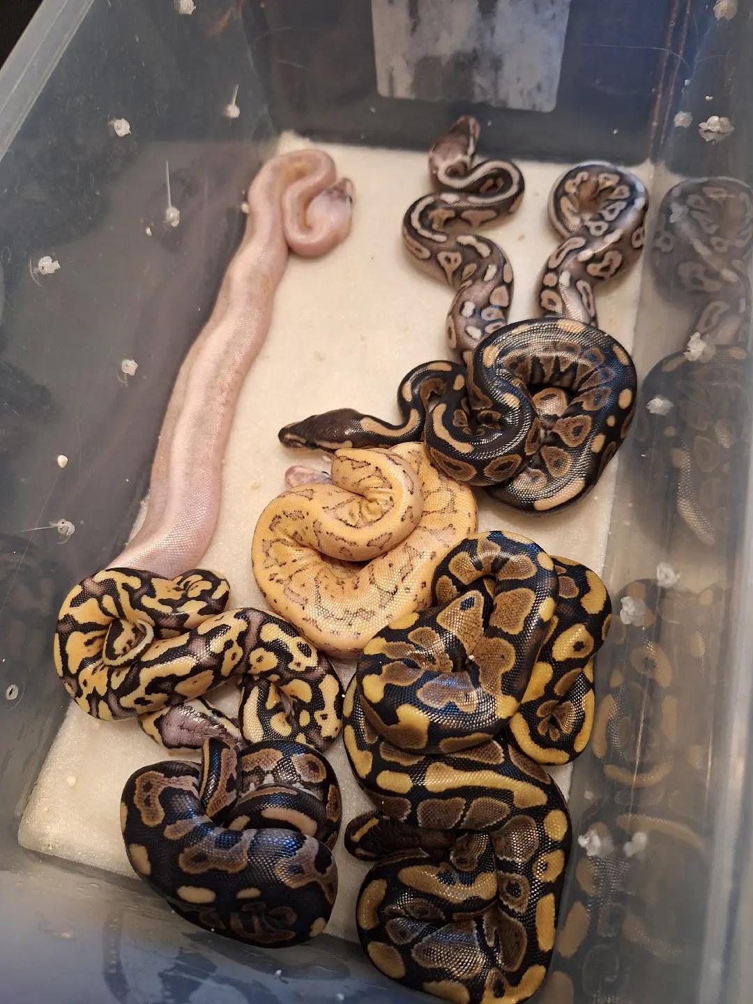 @⛓️🐍Syntr(CRR)🐍⛓️