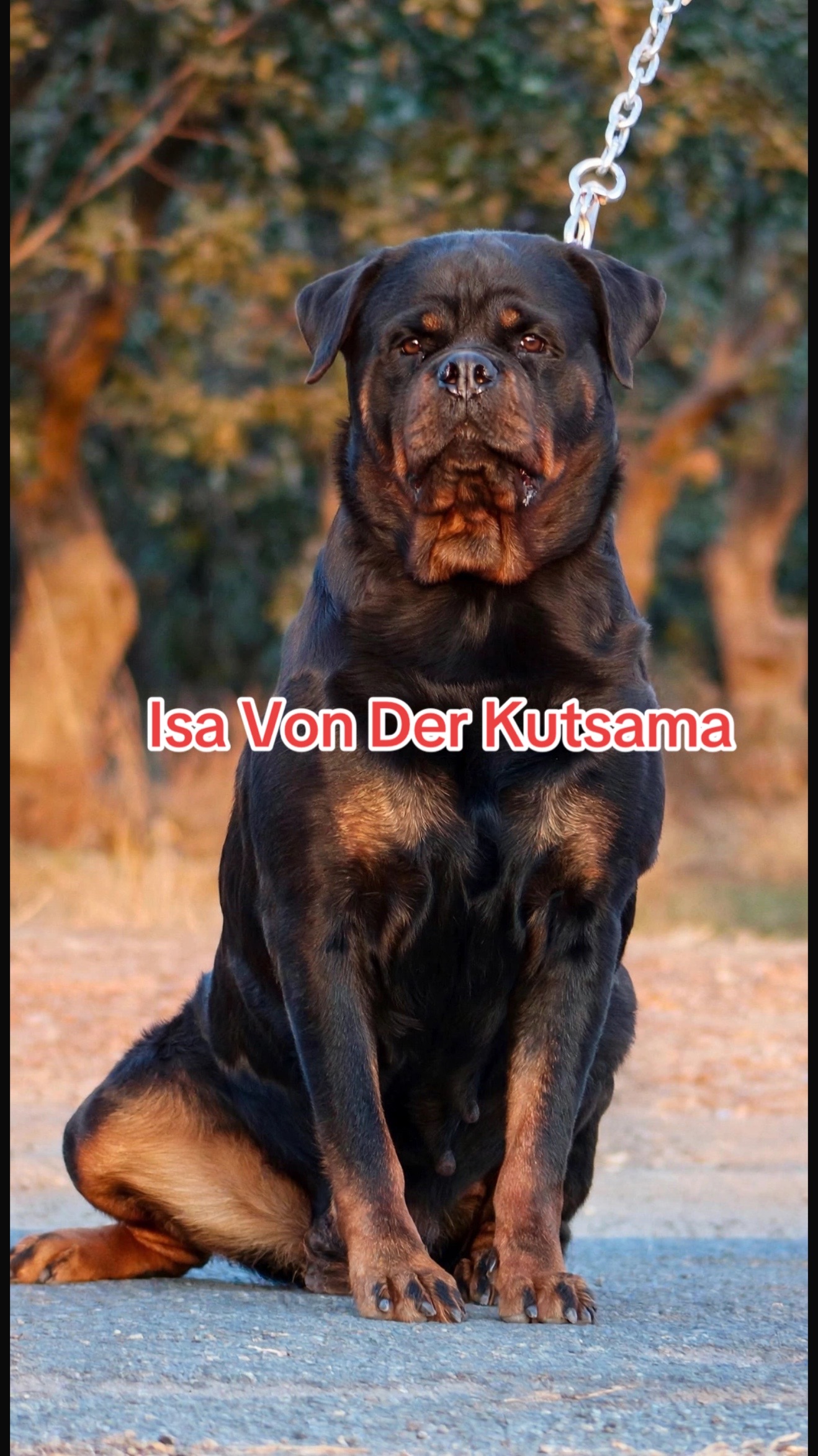 @✨VON DER MUÑOZ ROTT’S✨