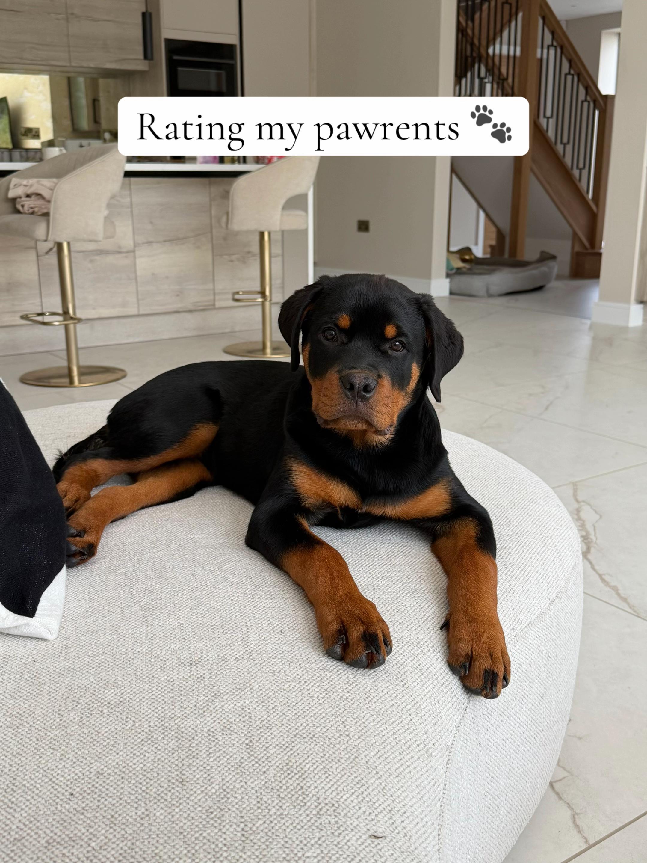 @Ronnie 🐾🤎