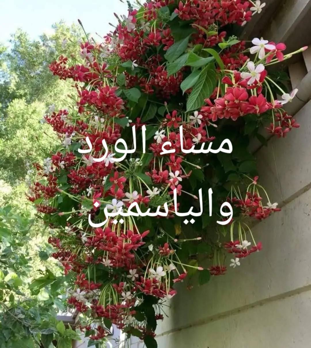 @Nazeeh Yamin