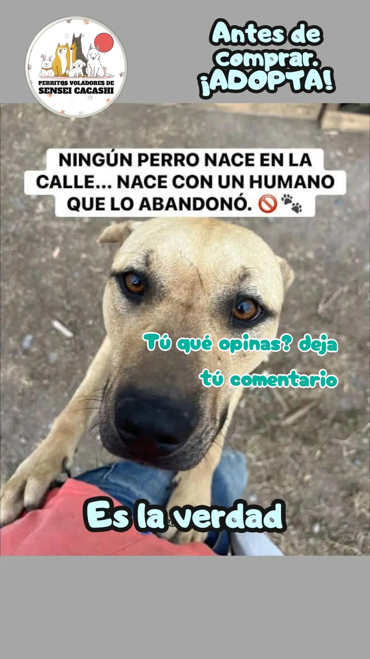 @Perritos Voladores