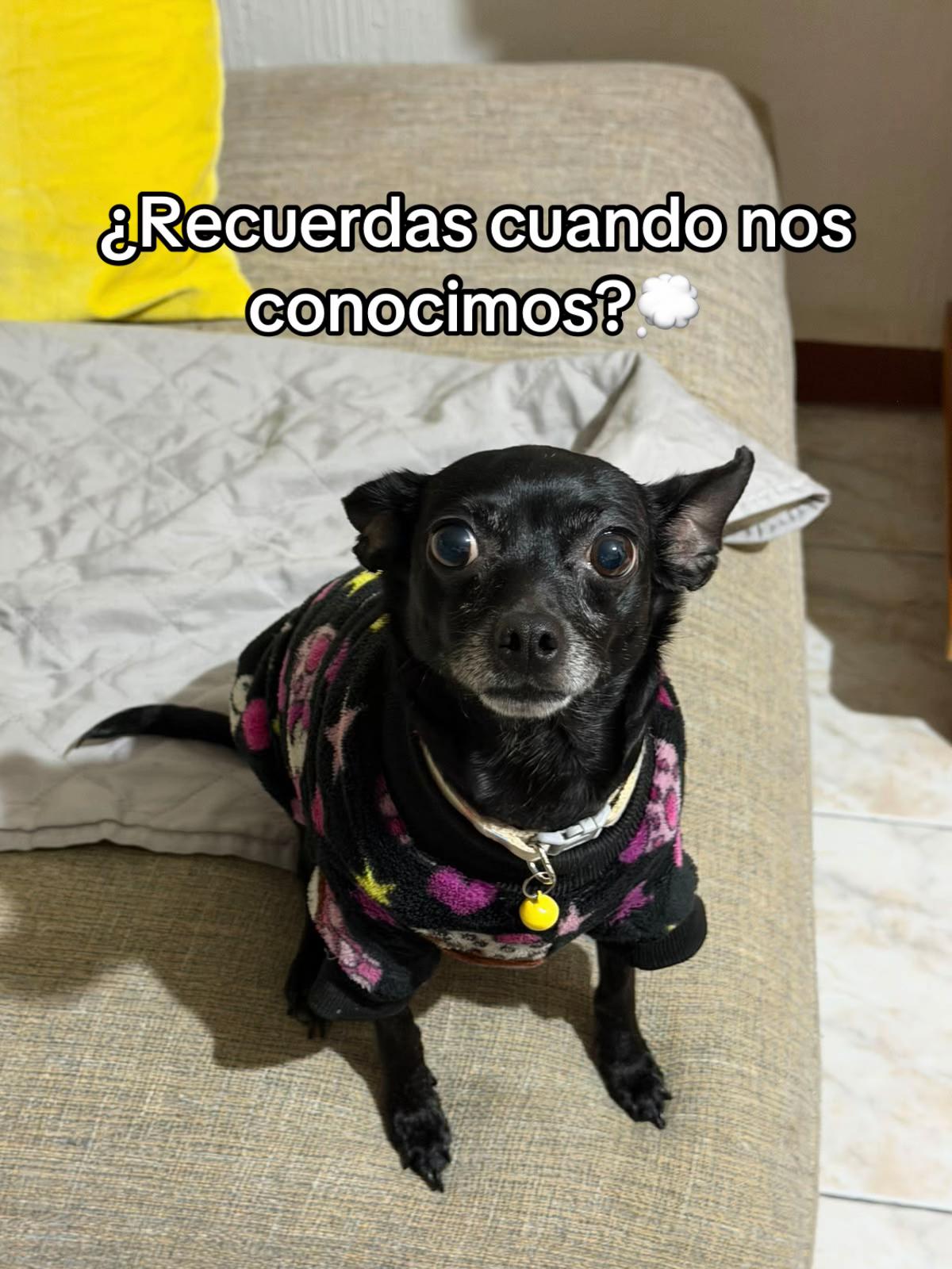 @ChannelyLuna🐕🐩