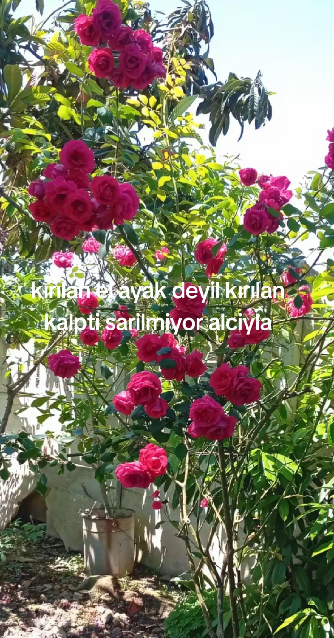 @Karako&ccedil;