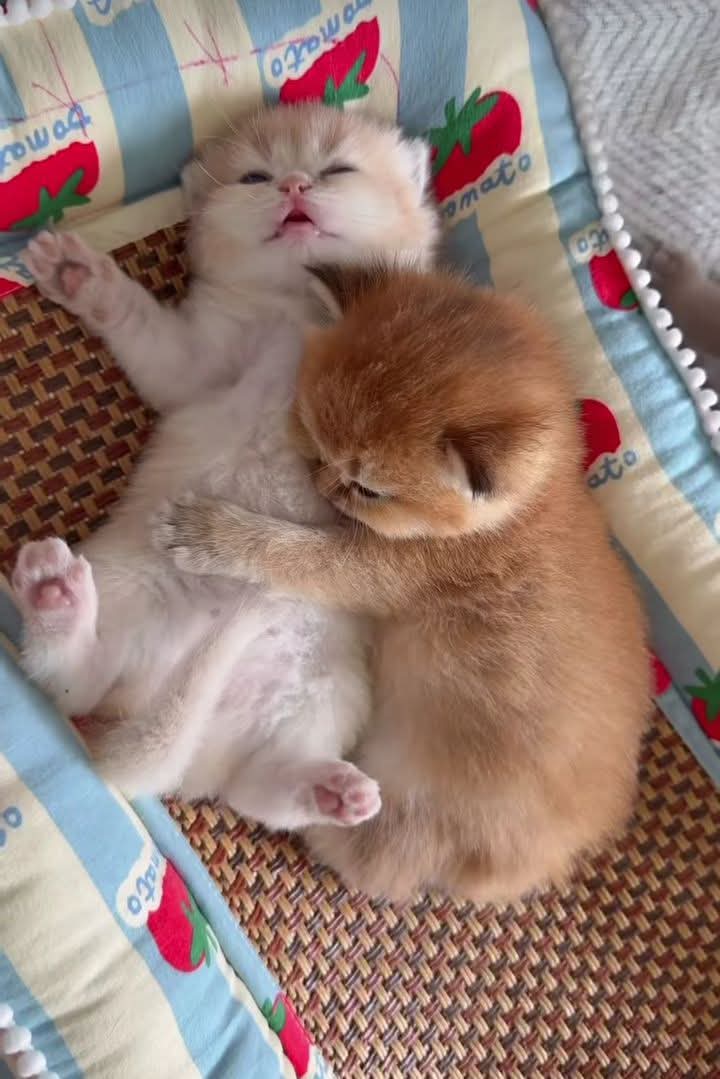 @๐
ท๐
ฐ๐
ผ๐๐
ฐ๐
ท๐๐ป