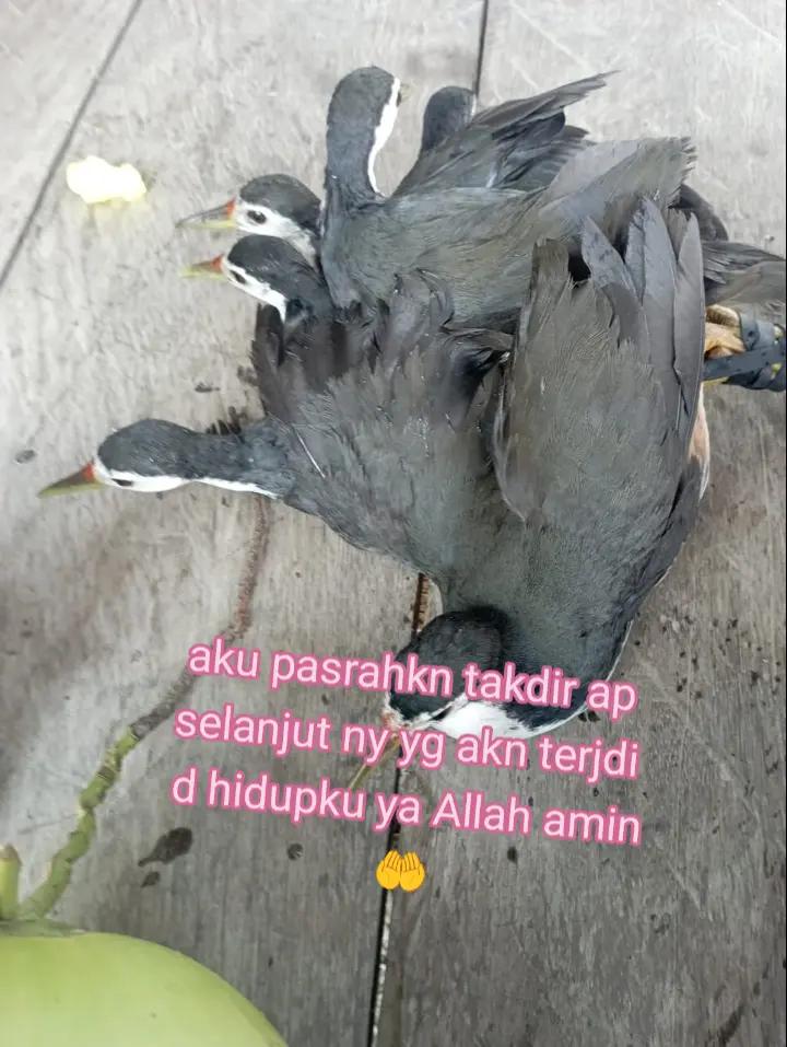 @chacha