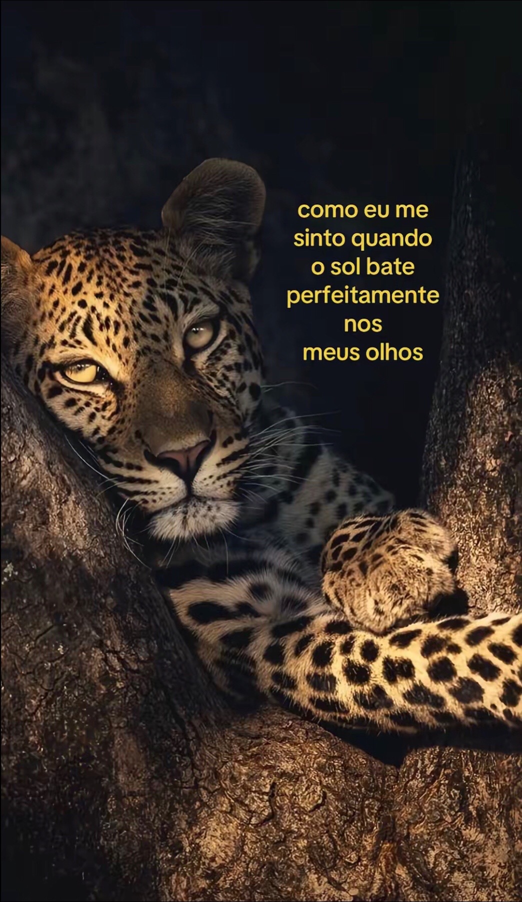 @duda_tavaress1