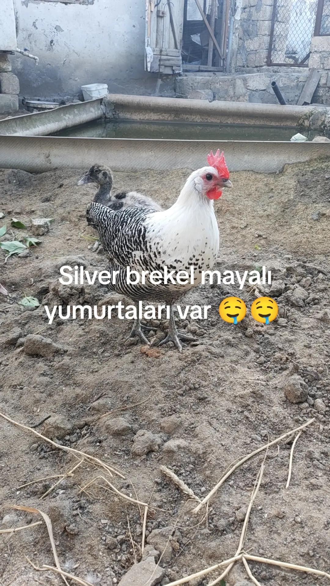 @MAŞTAĞA_QUŞCULUĞ