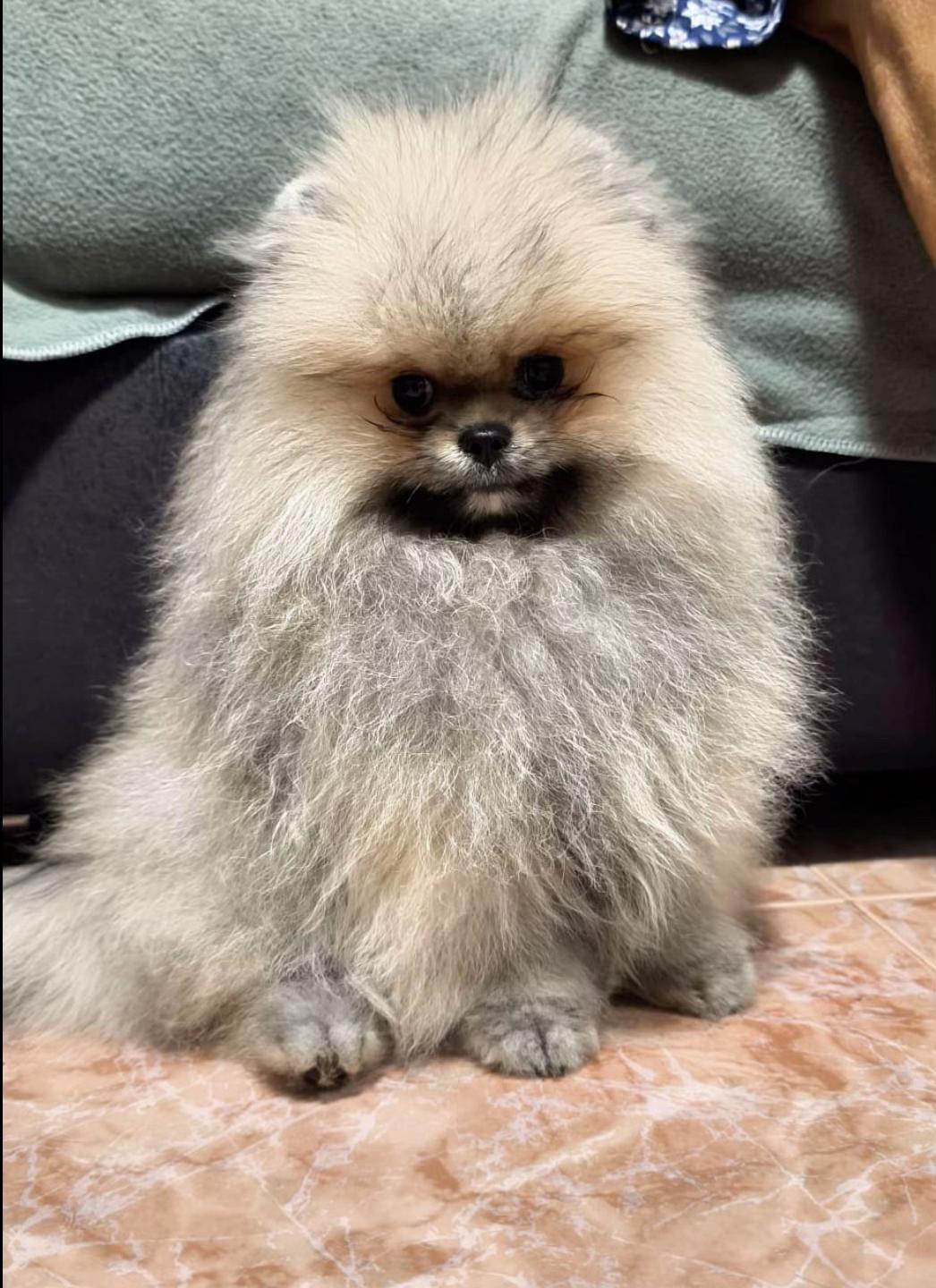@baloo.the.pom