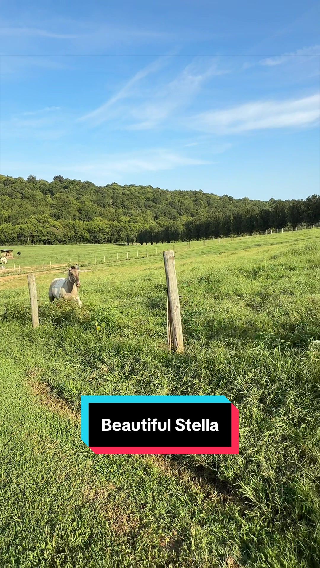 @ThePaintedAcresRanch