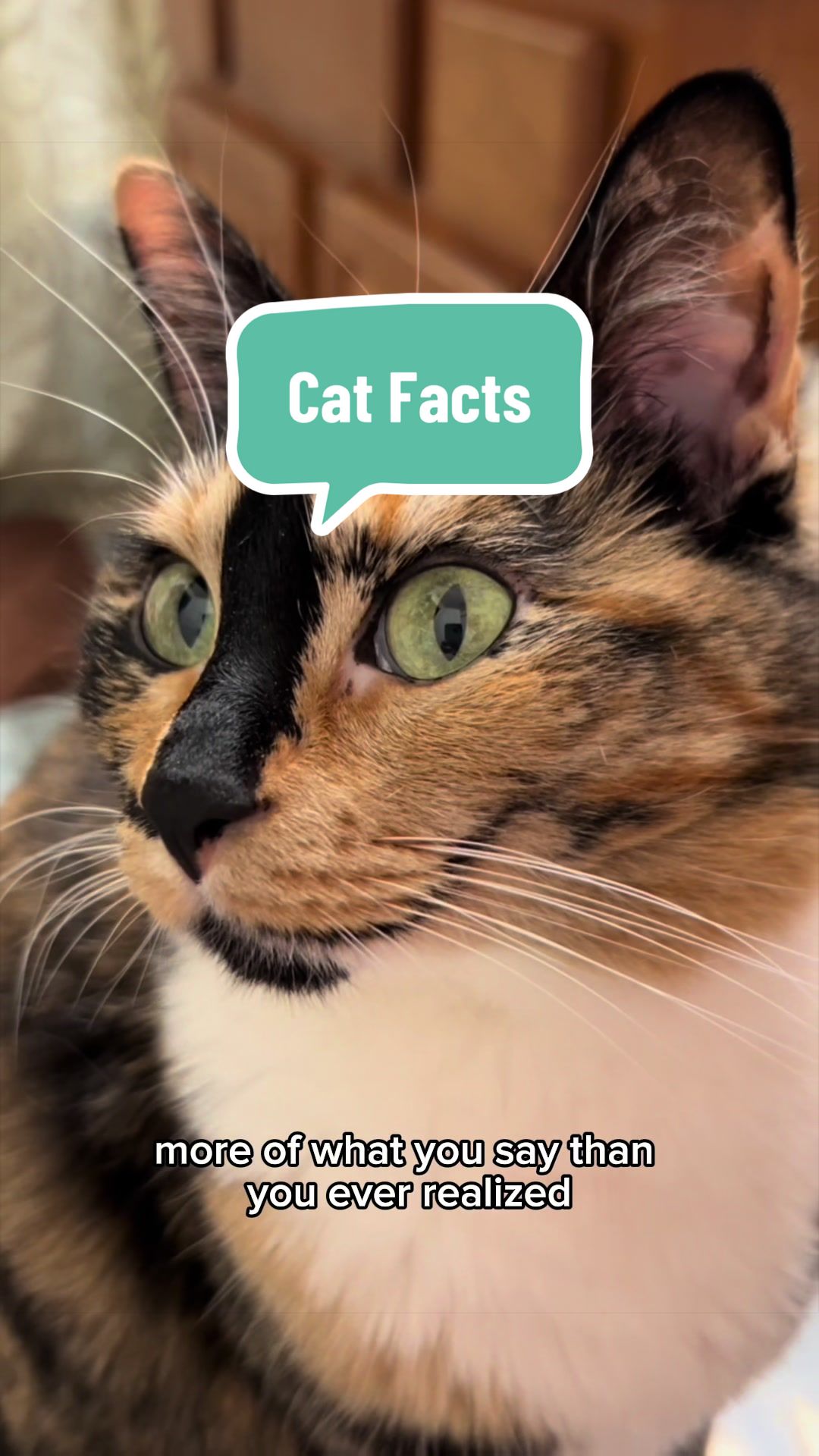 @SnickersTheSmilingCat