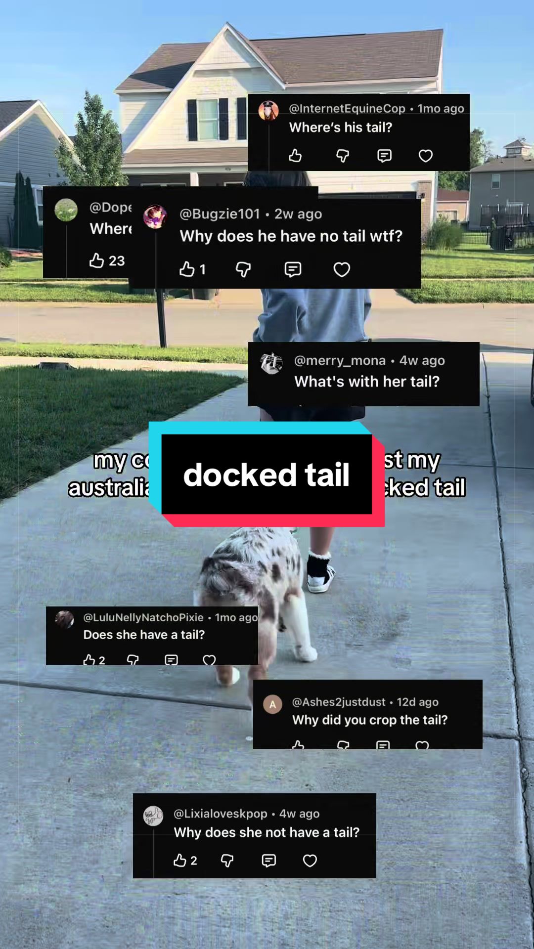 @Beck | Kentucky Dog Trainer