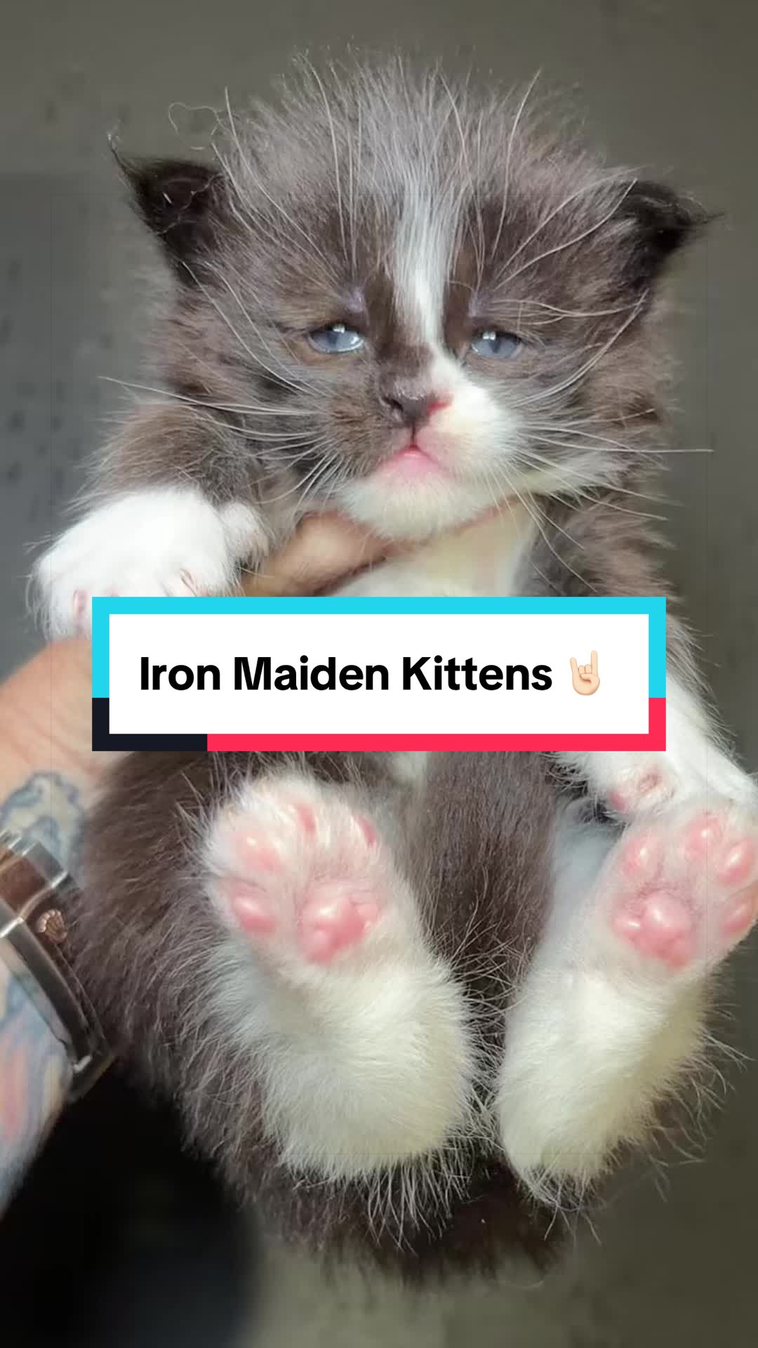 @Sassy Koonz Luxury MaineCoons