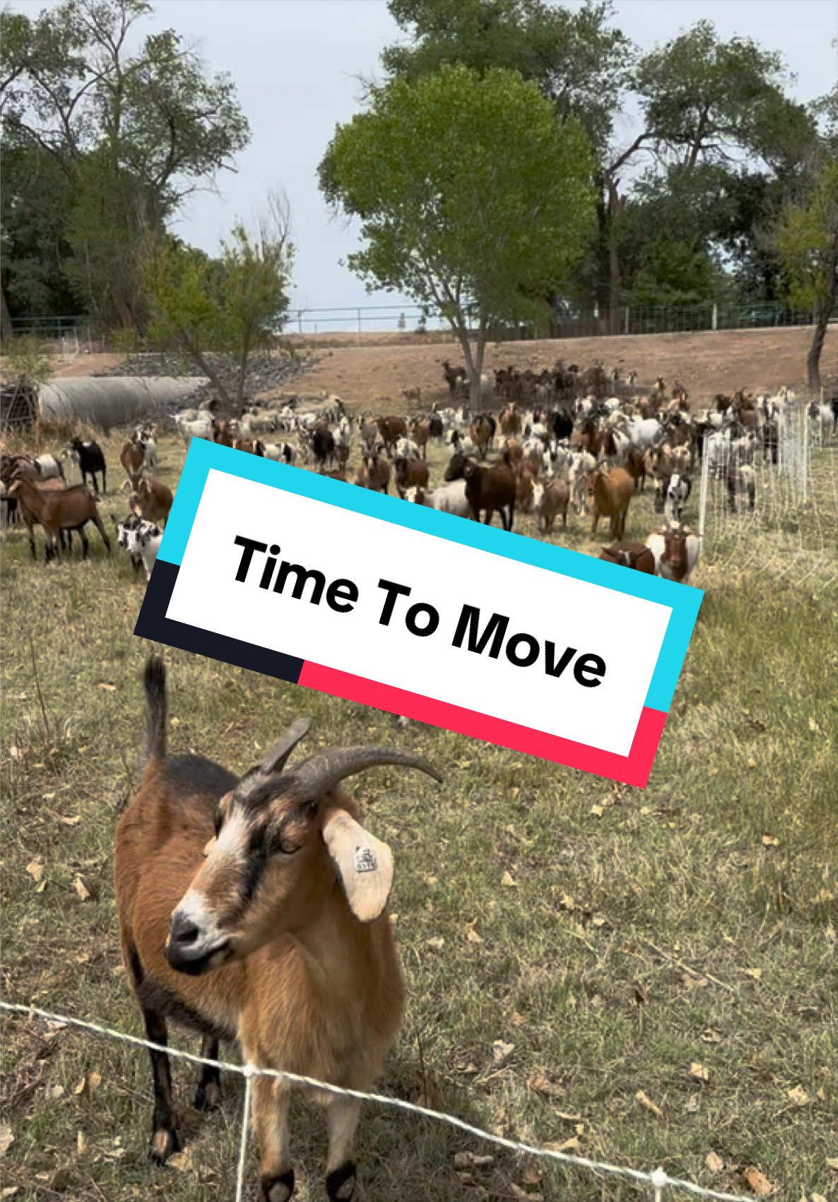 @cowboymax