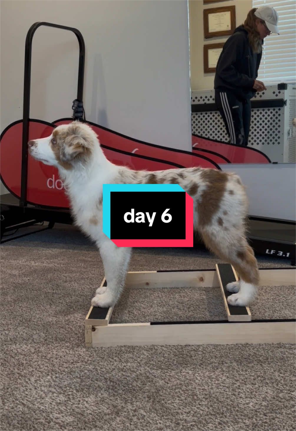 @Beck | Kentucky Dog Trainer