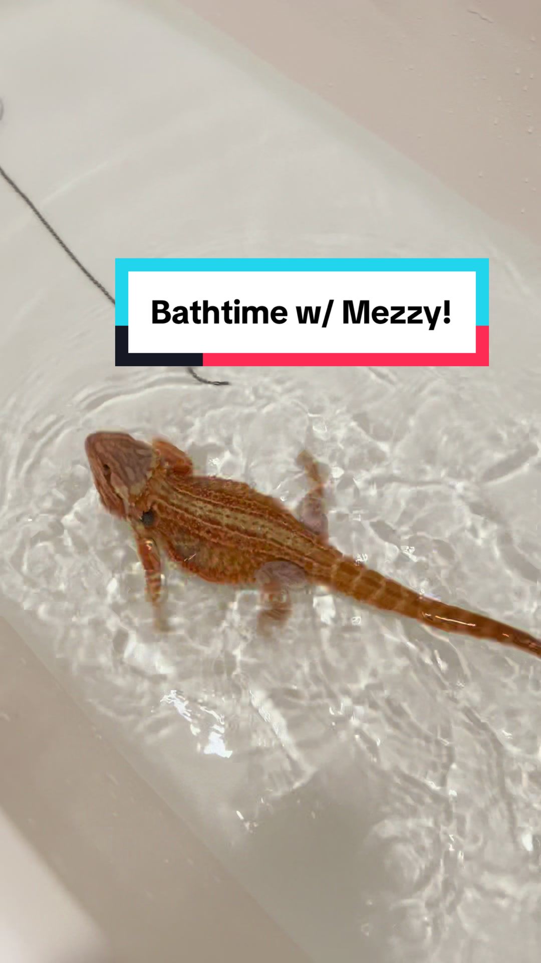 @Mezzy 🦎