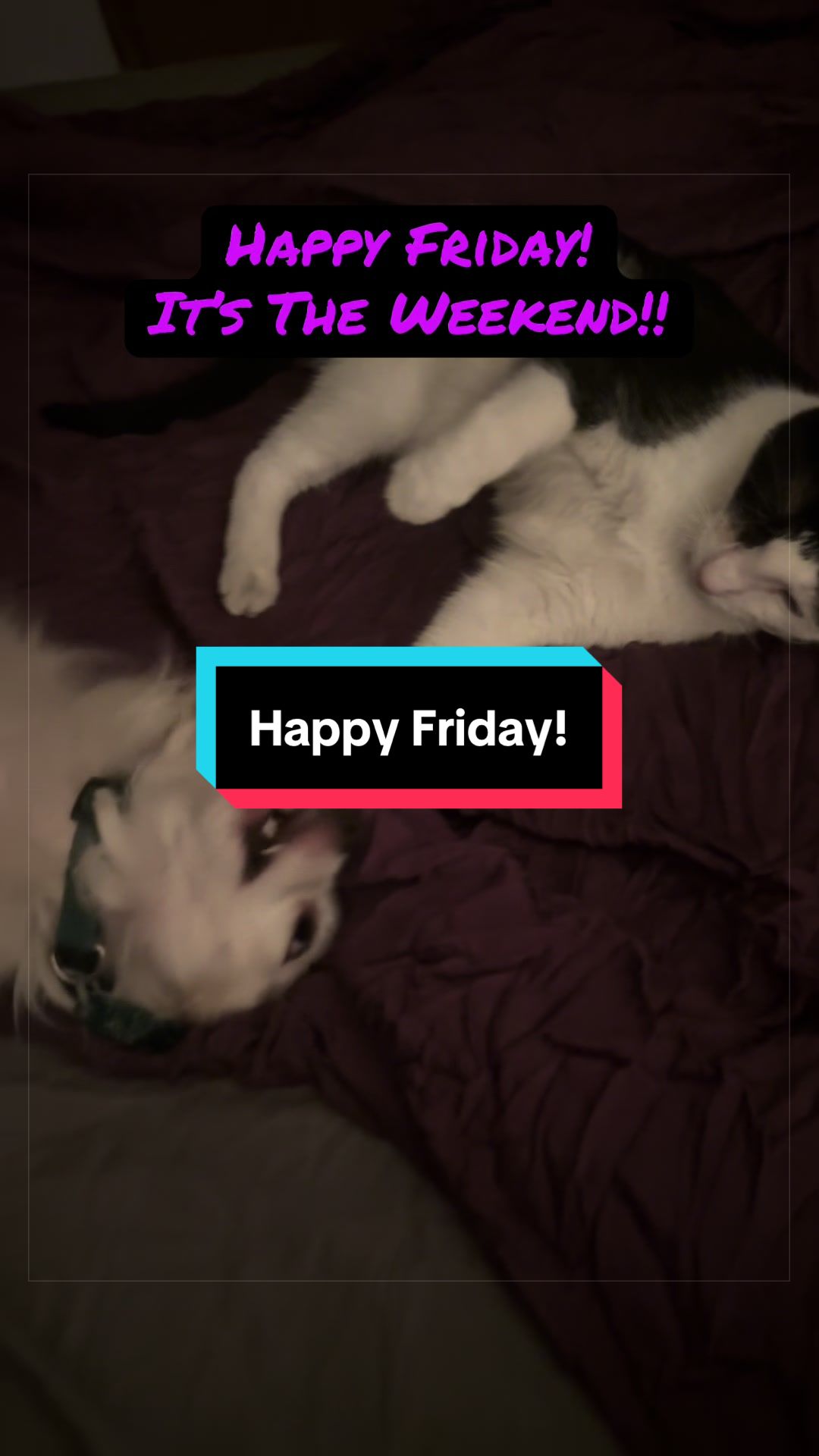 @catlover313official