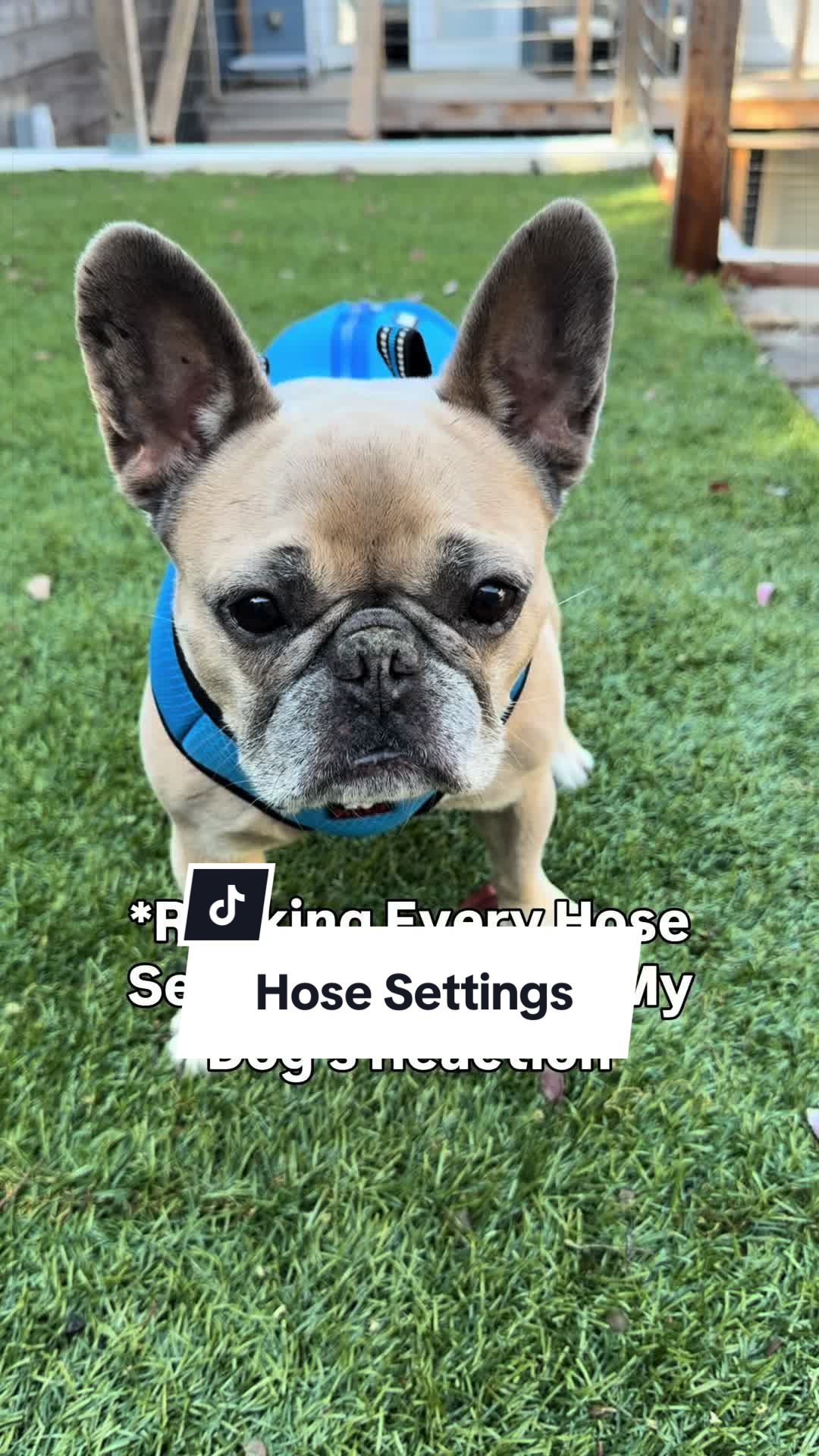@Somefrenchienamedapollo