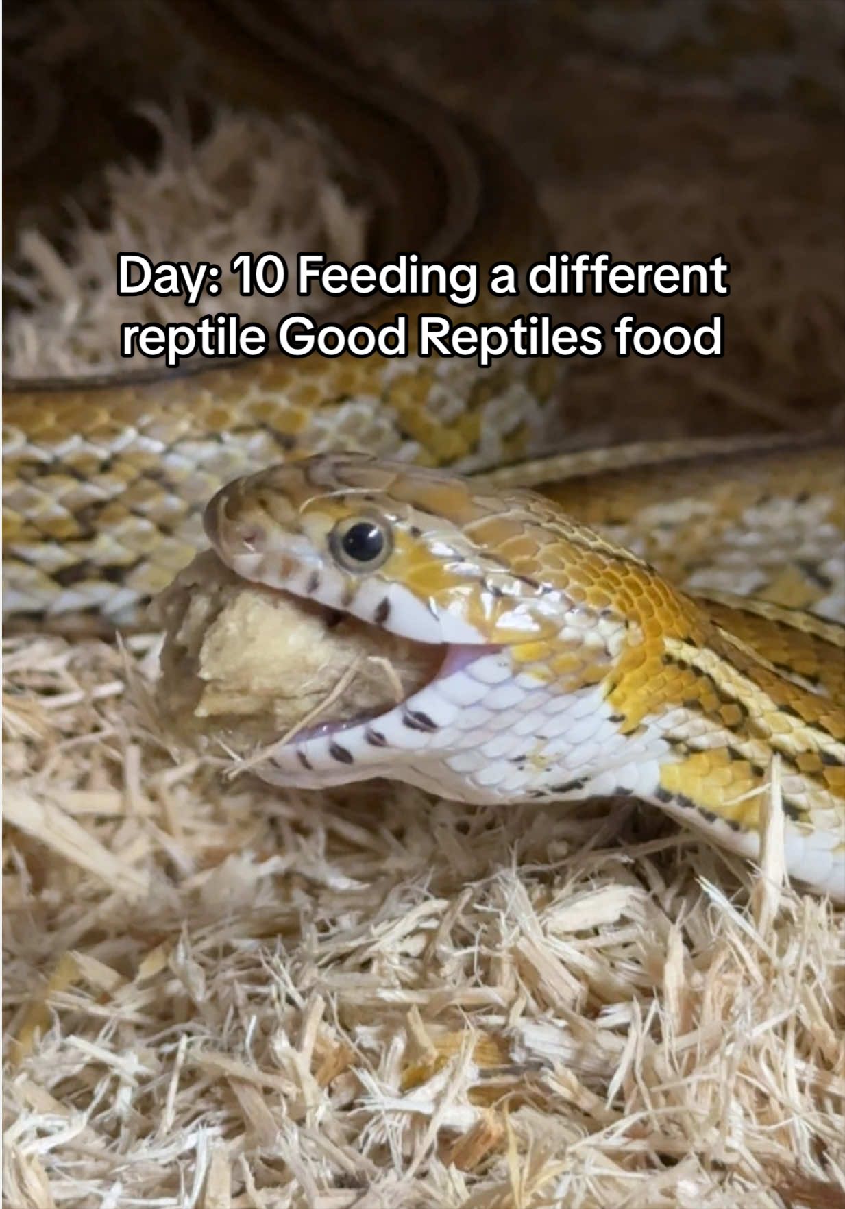 @Rhetts Exotic Pets