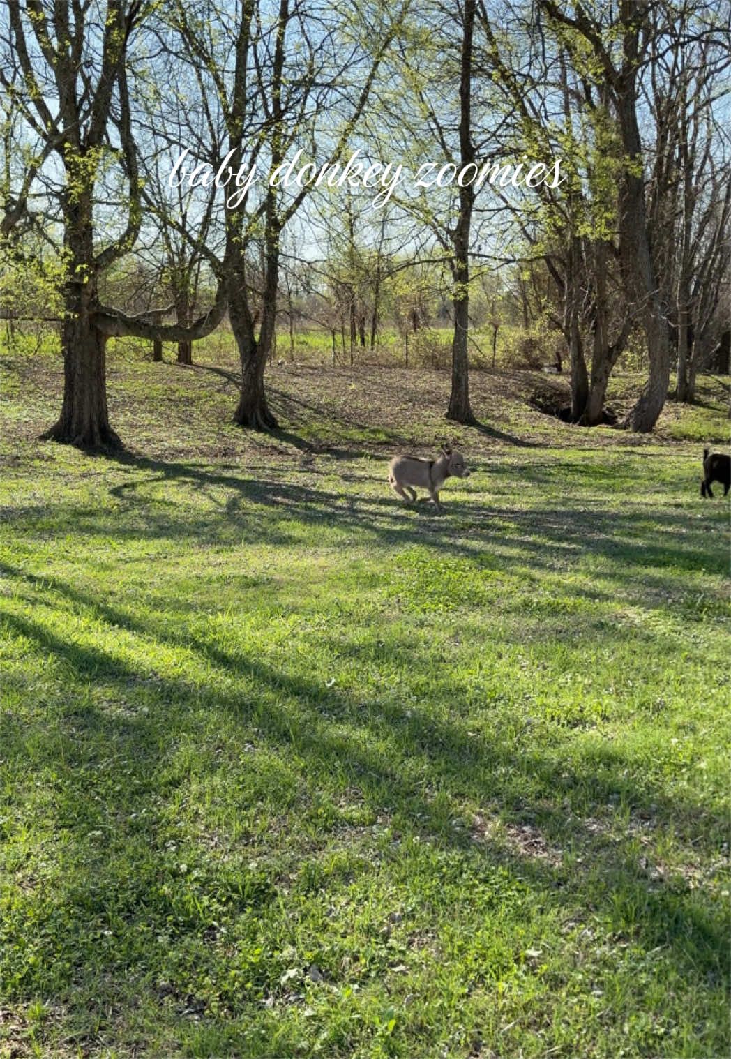@meg’s mini farm