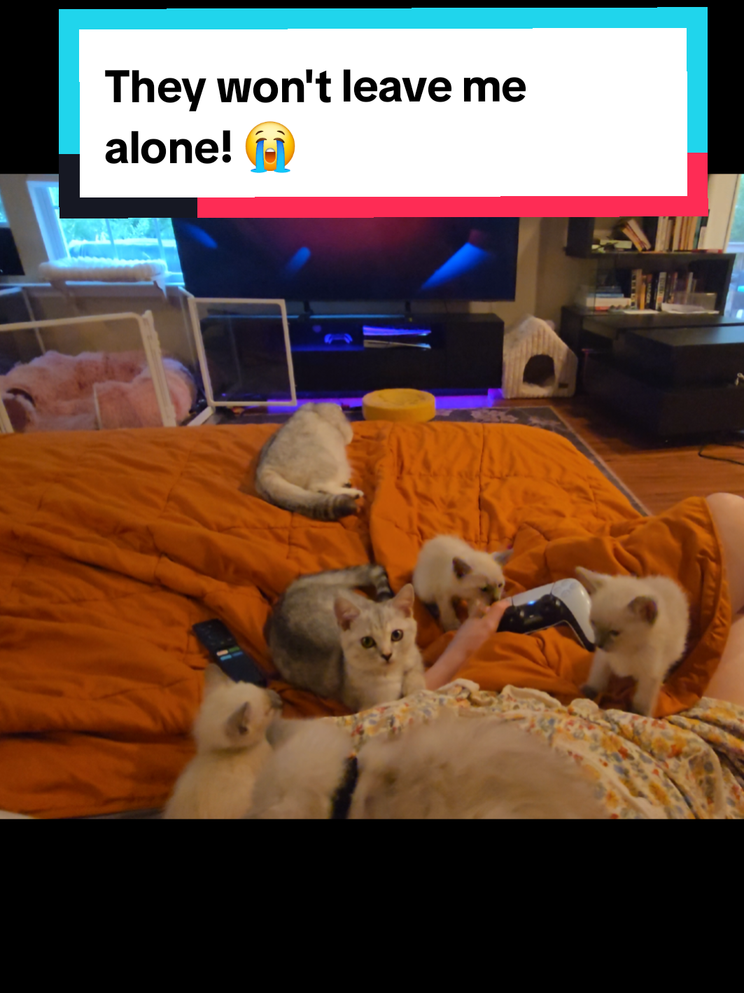 @Brittany's Beauties Kittens