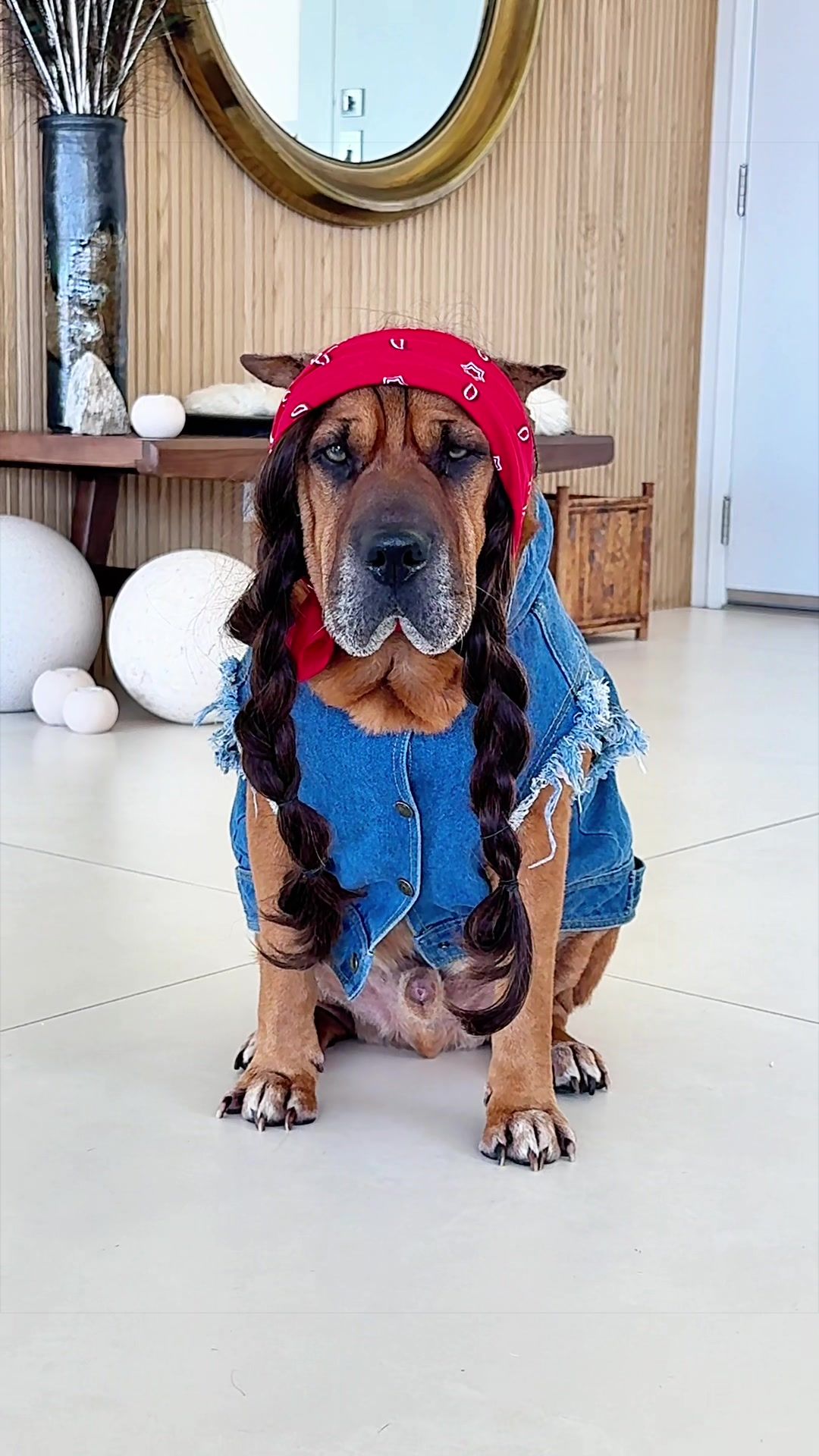 @Ryder 🐾 Rescue Shar Pei