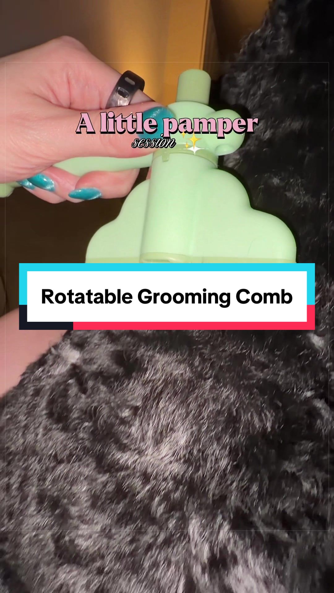 @Archie The Bernedoodle