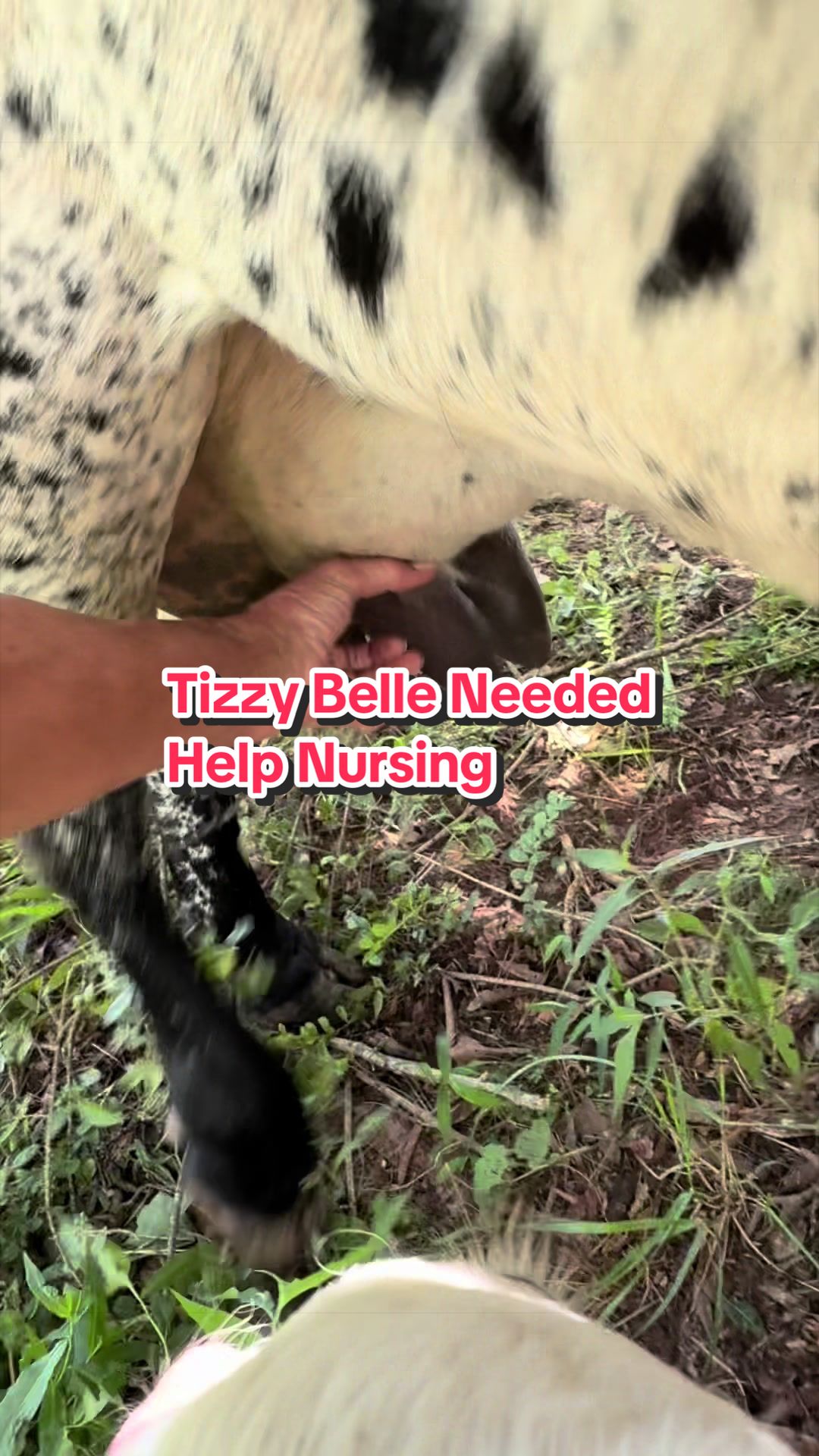 @Piney Bend Cattle